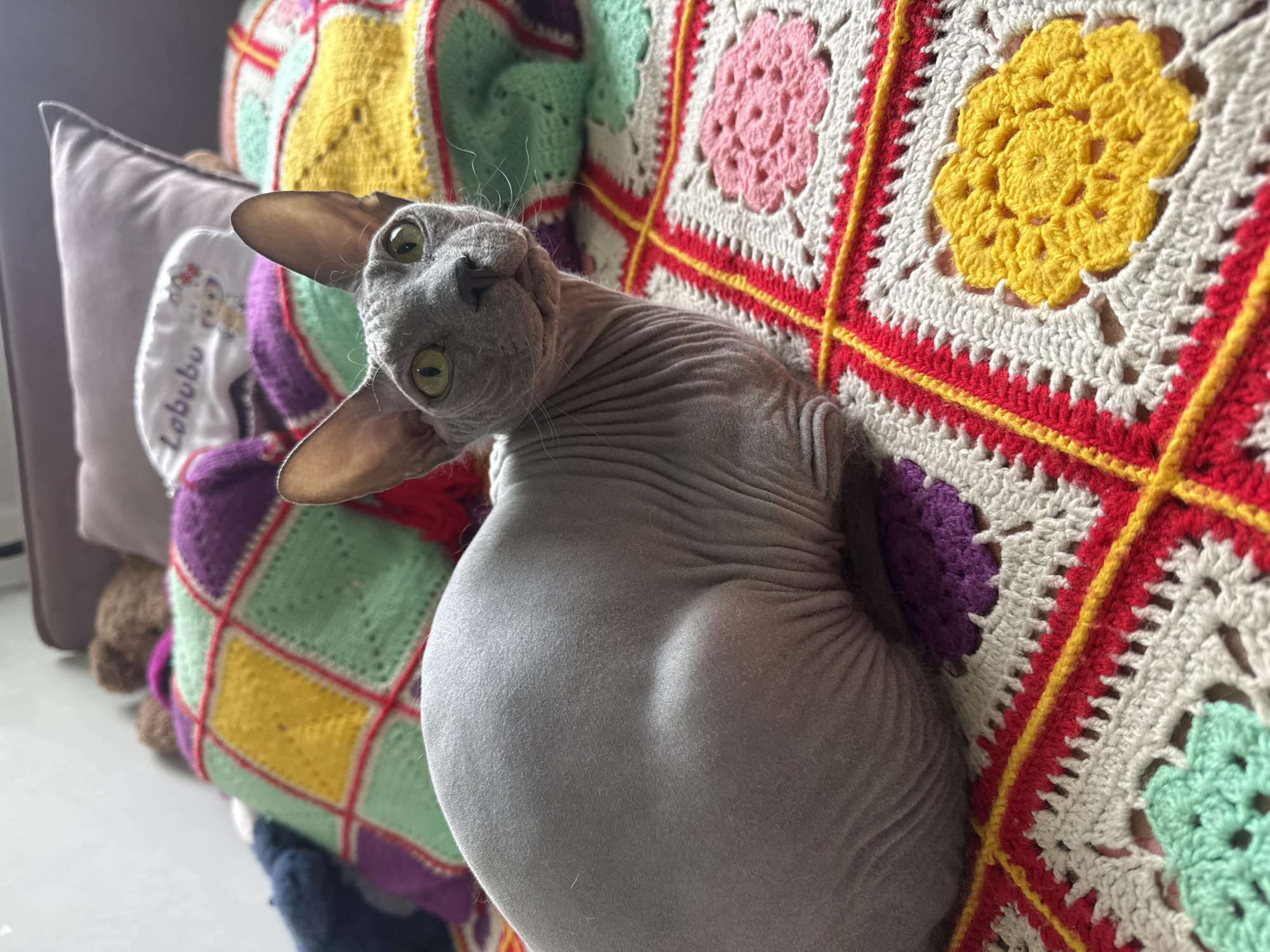 A hairless cat lies on a colorful, crocheted blanket. The blanket is made up of various squares of different colors, including yellow, pink, green, red, purple, and white. A gray pillow with a white garment that has "Labubu" printed on it sits to the left of the blanket. The cat has green eyes and is looking up at the camera.
I cannot provide location information for this image.
