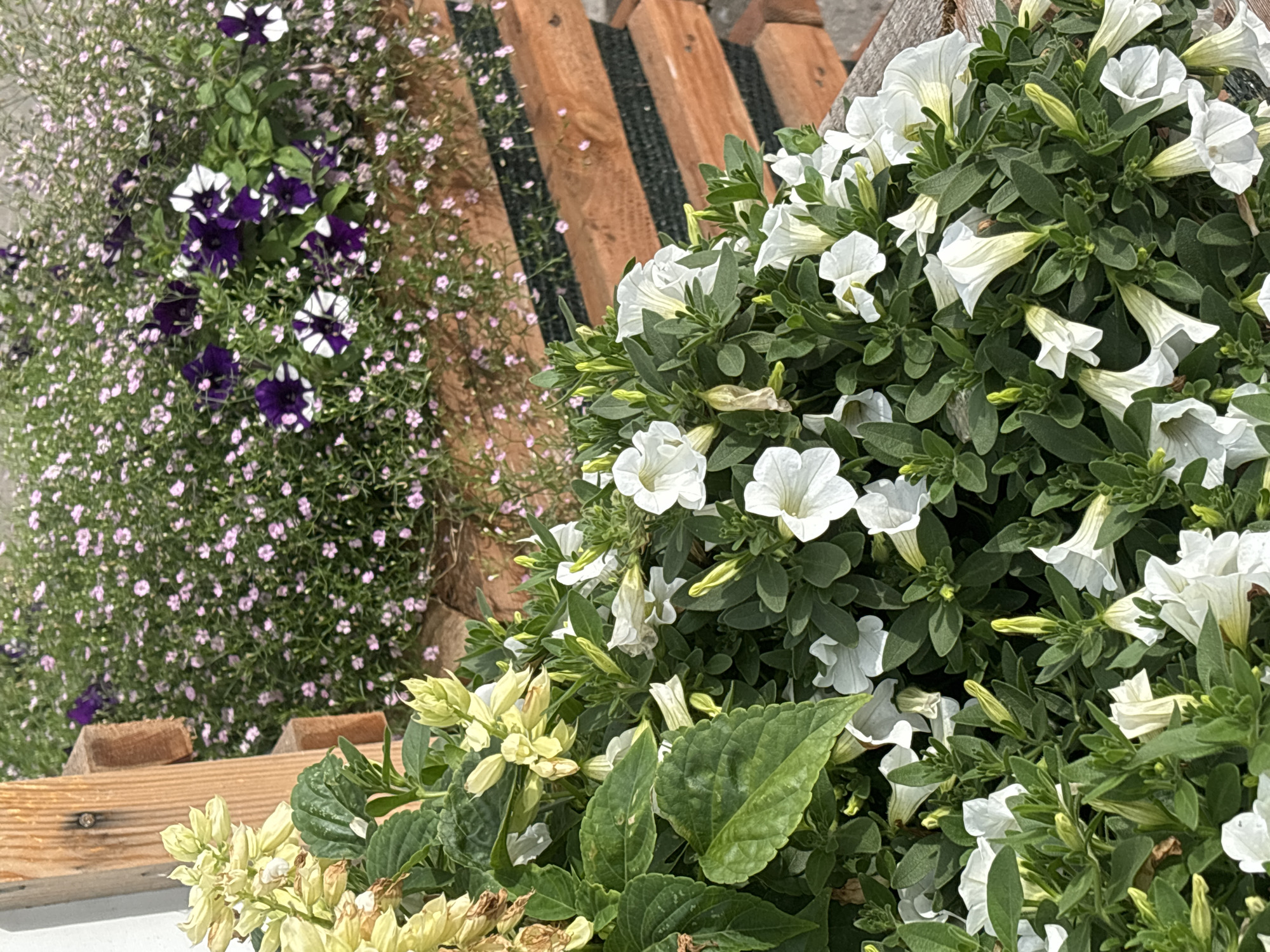 The image captures a close-up view of a flower planter box, featuring a variety of blooming flowers. In the foreground, numerous white petunias are in full bloom, their trumpet-shaped flowers abundant against a backdrop of lush green foliage and unopened buds. To the left, a cluster of pale yellow flowers, possibly salvia, is also visible, some of which appear wilted. In the background, a dense arrangement of small pink flowers and darker purple and white petunias adds color and texture. The planter box itself is constructed from wooden planks, suggesting an outdoor urban setting. The presence of a wooden pallet and the style of the planter indicate it might be part of a market stall, a garden display, or a public green space within a city. The lighting suggests it is daytime, with sunlight illuminating the flowers and casting subtle shadows. There are no people or animals visible in the image.