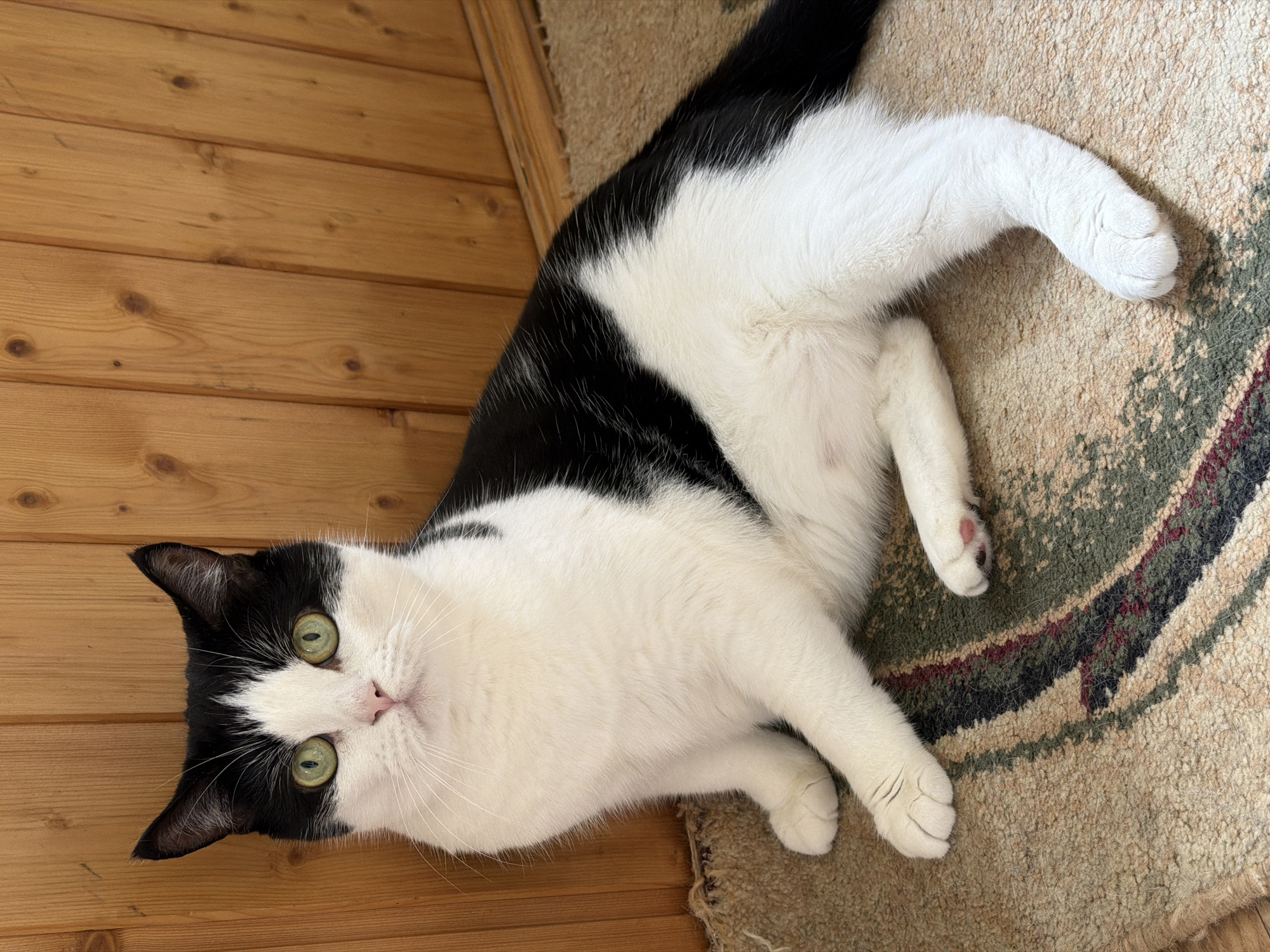 The image shows a black and white cat lying on its back on a patterned rug. The cat has bright green eyes and is looking directly at the camera. Its fur is predominantly white with black markings on its head, back, and tail. The cat's front paws are extended, and one back paw is visible. The rug has a textured surface with stripes in shades of beige, green, and burgundy. To the left of the cat, a wooden floor is visible, made of light-colored planks. The lighting suggests it is daytime. The setting appears to be indoors, possibly a home. The cat's relaxed posture and direct gaze suggest it is comfortable and aware of its surroundings. There is no visible text in the image.