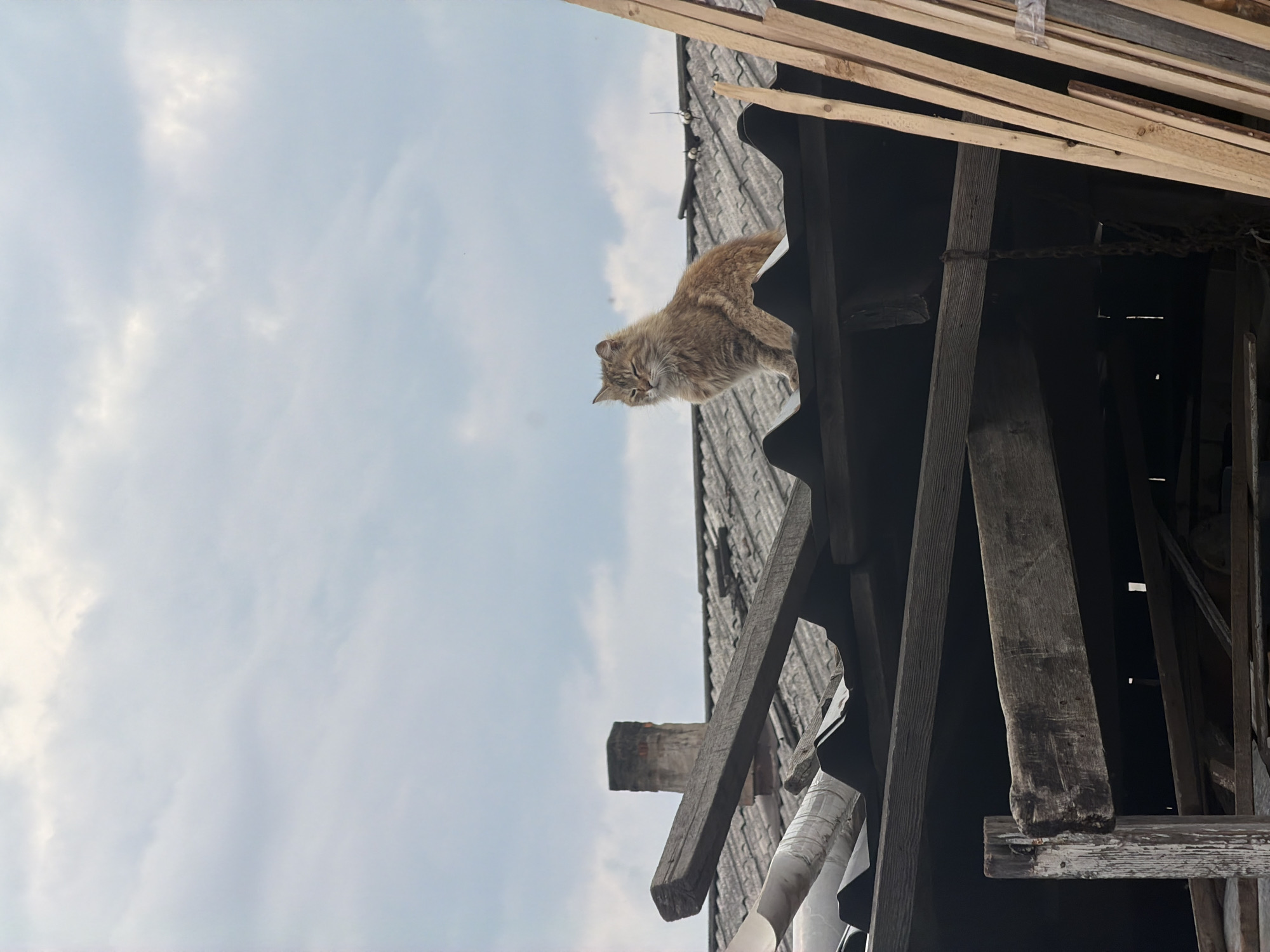 An outdoor photograph shows a medium-haired tan and cream-colored cat, oriented horizontally, standing on a dilapidated, dilapidated, dark gray, corrugated-metal roof. The roofline is uneven and has wooden supports extending from it. More planks of wood appear to be stacked on the right side of the frame. The sky, pale blue with light white clouds, fills much of the left side of the frame. The photo seems to have been taken from a low angle, looking up at the cat and the roof. The location of this scene is Ptichnik, Russia.