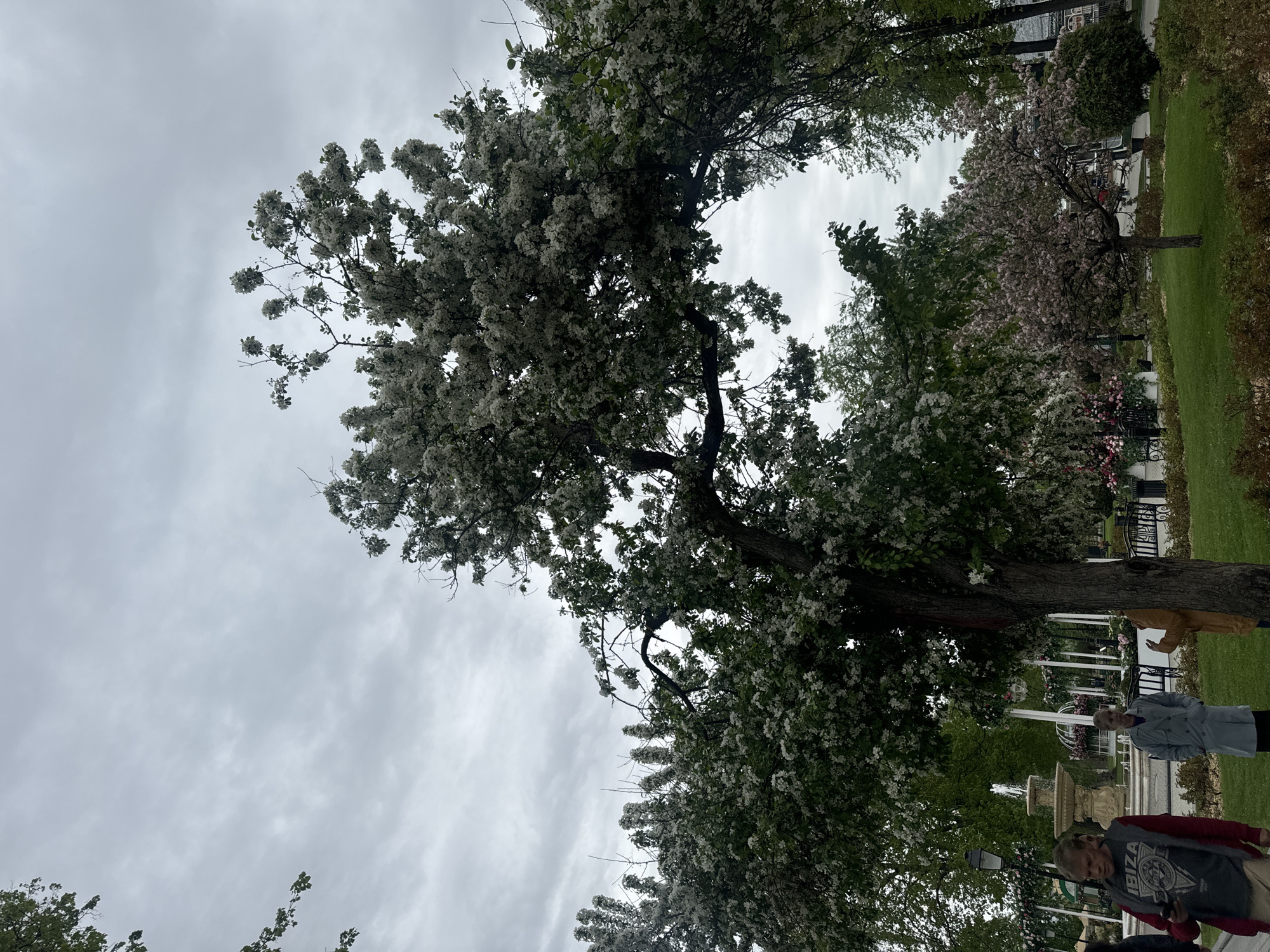 The image shows a park scene in Moscow, Russia, under a cloudy sky. A large tree with white blossoms dominates the view. Below the tree, several people are present, including individuals walking and standing near a fountain. The park includes grassy areas, other trees, and ornate black and white architectural elements resembling gazebos.