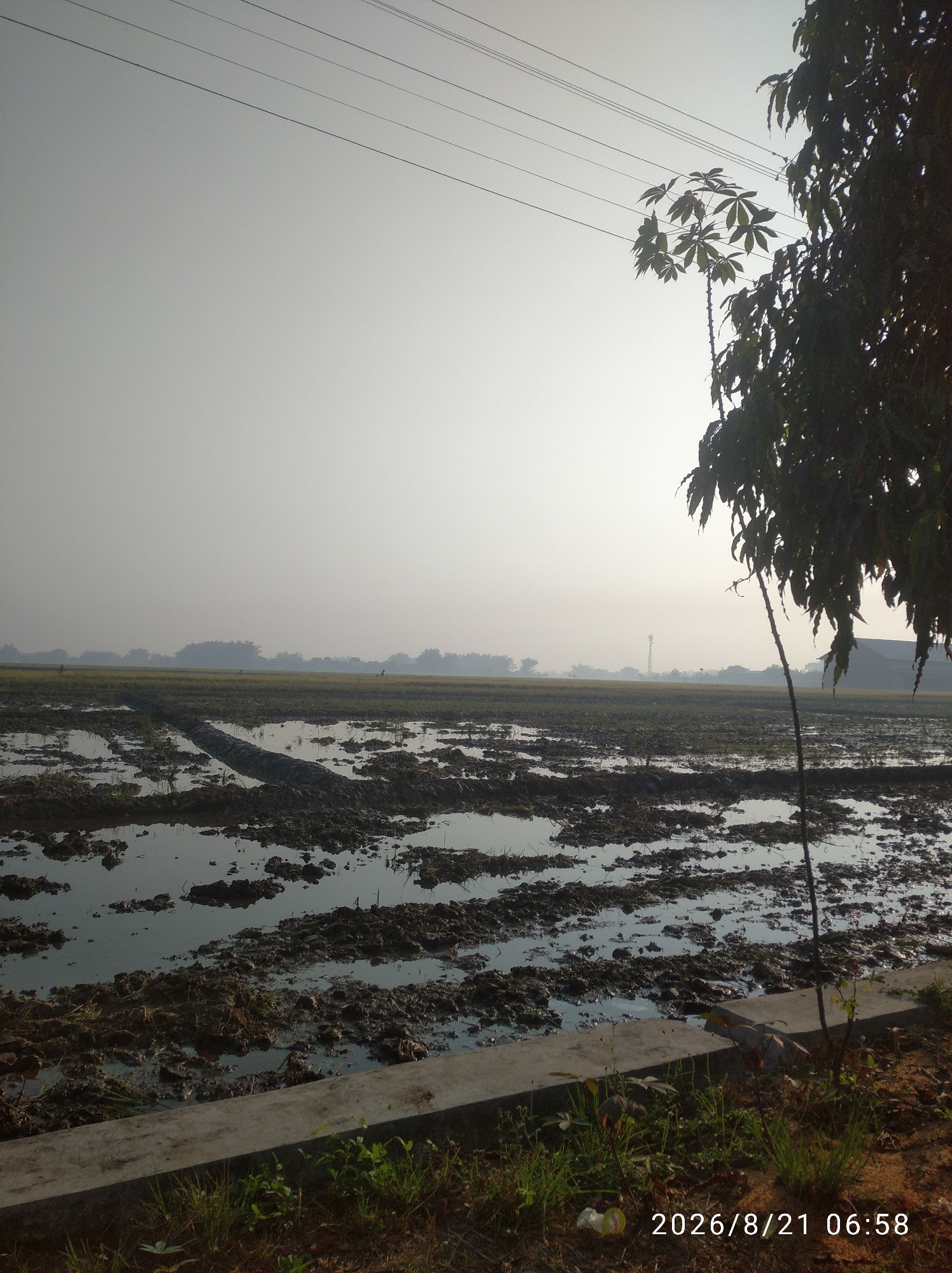 The image depicts a muddy rice paddy field in Nglebak, Indonesia, under a hazy sky. The foreground is dominated by the field, with sections of water reflecting the muted light and dark, churned mud arranged in rows. A concrete border runs along the bottom edge of the field, with sparse green grass growing beside it. In the mid-ground, the field extends towards a treeline, beyond which structures and a distant radio tower are faintly visible. Overhead, power lines stretch across the sky. A tree with dark leaves is prominent on the right side of the frame, with a smaller, lighter-leaved plant emerging from the field. The date and time "2026/8/21 06:58" are superimposed on the bottom right corner of the image.