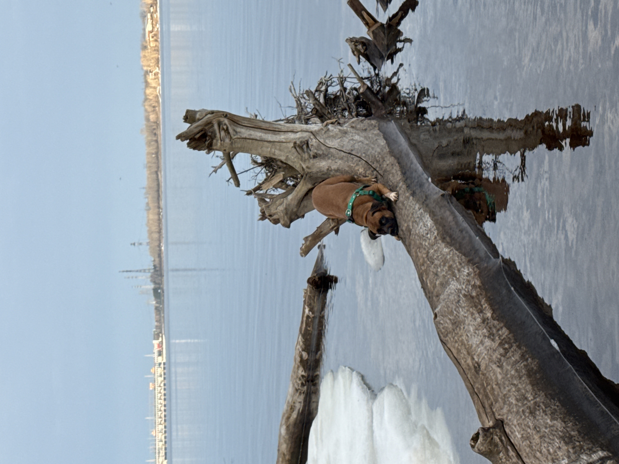 A boxer dog with a green harness lies on a large driftwood log near the Kama River in Chaikovsky, Russia. The log is partly on ice, and the river extends to the distant shoreline. The city's infrastructure and landscape are visible on the horizon.