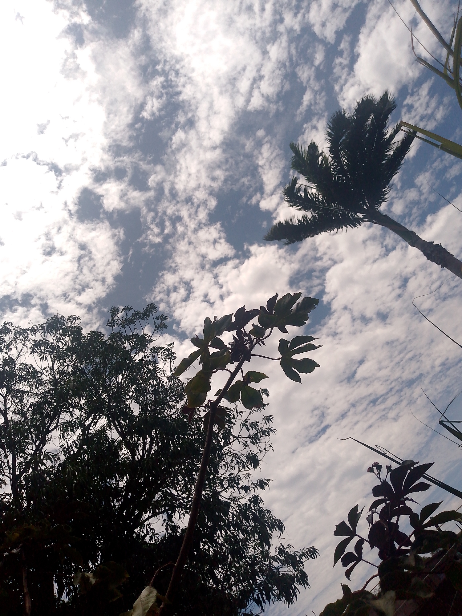 The image, possibly taken in or near Juan Griego, Venezuela, shows a view looking up at the sky filled with altocumulus clouds. At least three species of vegetation are partially visible: a tall palm tree extending from the right of the image, a second tree to the left with dense foliage, and smaller flowering plants in the foreground. The perspective is from below, giving the impression of standing under the trees and plants. Sunlight is shining brightly, creating an effect of overexposure towards the top left.