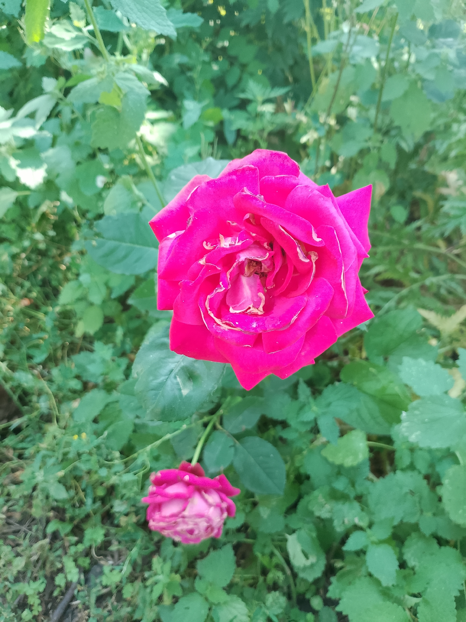 This media file features a close-up view of a vibrant pink rose in bloom, positioned centrally in the frame. The rose exhibits delicate, layered petals with subtle hints of lighter pink and cream around the edges, suggesting natural variation or the early signs of wilting. Behind the prominent rose, a smaller, less developed pink rosebud is visible towards the bottom left, also surrounded by greenery.
The setting is an outdoor garden, characterized by lush, dense foliage in varying shades of green that fill the background. The leaves are varied in shape and size, indicating a natural, perhaps slightly overgrown, garden environment. The lighting appears to be natural daylight, possibly late morning or early afternoon, as evidenced by the bright illumination of the main rose and the shadows cast within its petals. There are no people present in the image. The scene evokes a sense of natural beauty and tranquility, with the focus solely on the floral subjects. No visible text is present in the image.