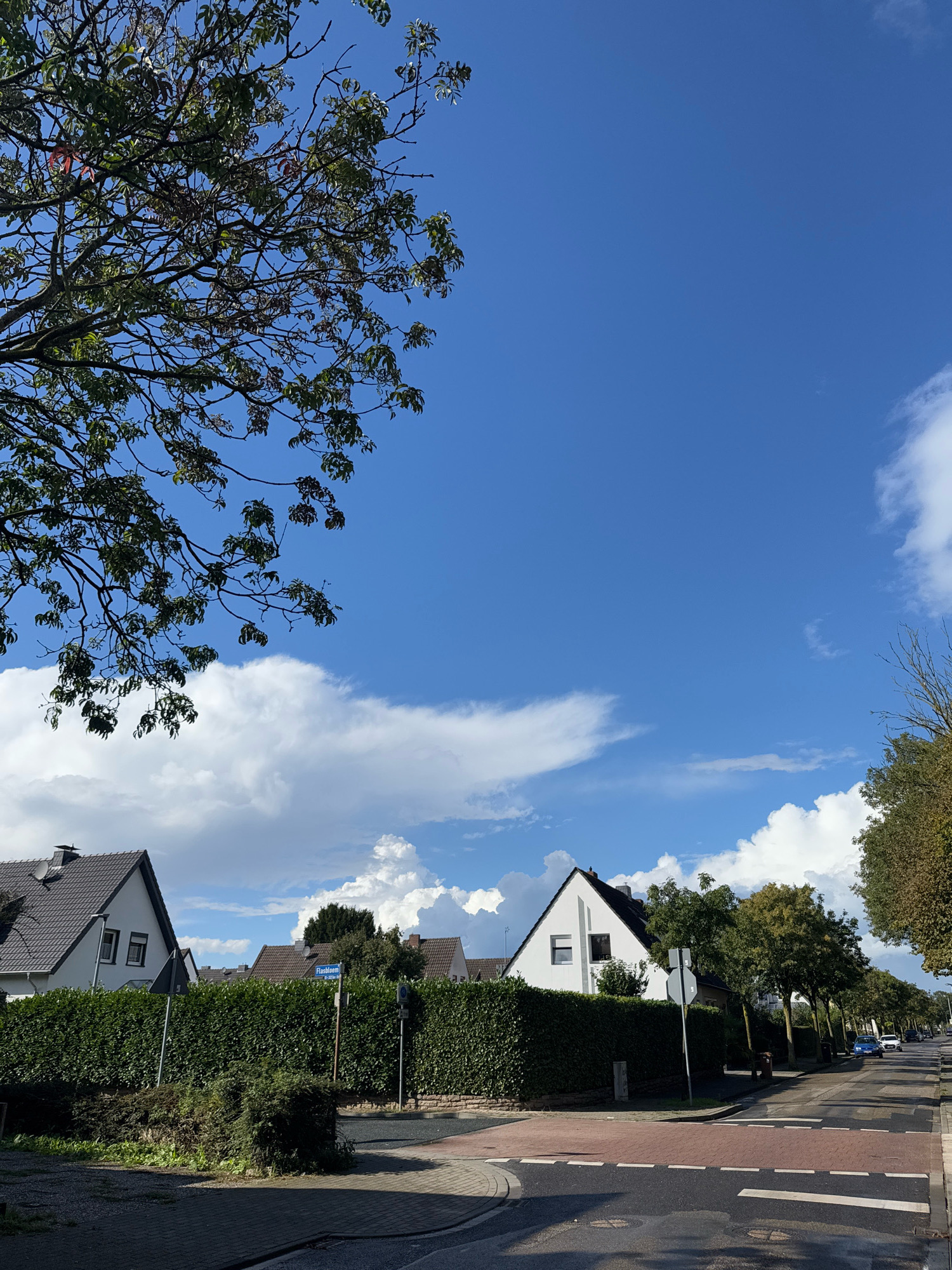 The image captures a street scene in the city of Cleves, Germany, under a bright blue sky with scattered white clouds. On the left, a mature tree with green foliage extends its branches across the upper portion of the frame. In the mid-ground, a neatly trimmed, dense green hedge lines the street. Behind the hedge, residential houses with dark tiled roofs are visible. One house, painted white, has a distinctive triangular roof. A street sign labeled "Flechshoem" is mounted on a pole in front of the hedge. The foreground shows a paved road with a crosswalk marked by red and white stripes. A few cars are parked or driving along the street, which is lined with trees on the right side. The overall environment appears to be a quiet suburban or residential area.