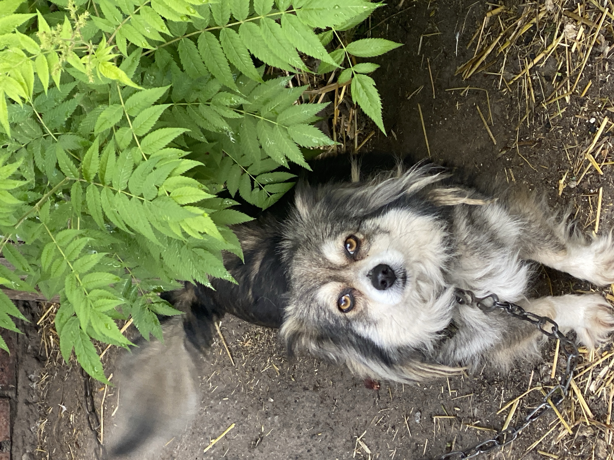 A medium-sized, long-haired dog with gray, black, and white fur lies on the ground near a patch of green foliage, likely sumac, in Ustyvytsia, Ukraine. The dog is on a chain leash. The ground is a mix of dirt and straw, and a brick structure is visible on the lower left. The dog is looking up at the camera. The lighting suggests it is daytime.