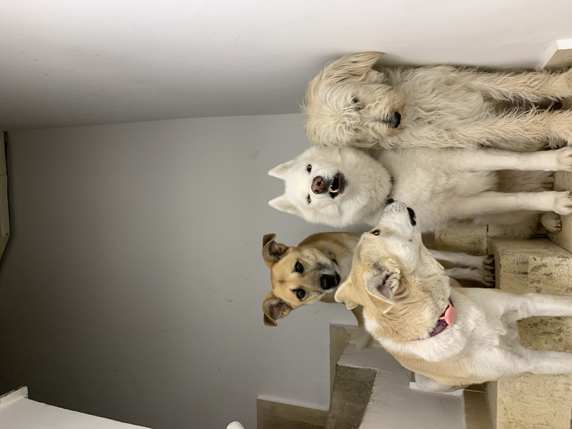 The image shows four dogs lying on steps inside a building. The top dog is a fluffy, light-colored dog. Below it is a white dog with its mouth slightly open. Further down are two dogs; one is tan and the other is a lighter cream color and wearing a pink collar. The background is a gray wall and stairs. The location is unknown and cannot be determined from this photo.