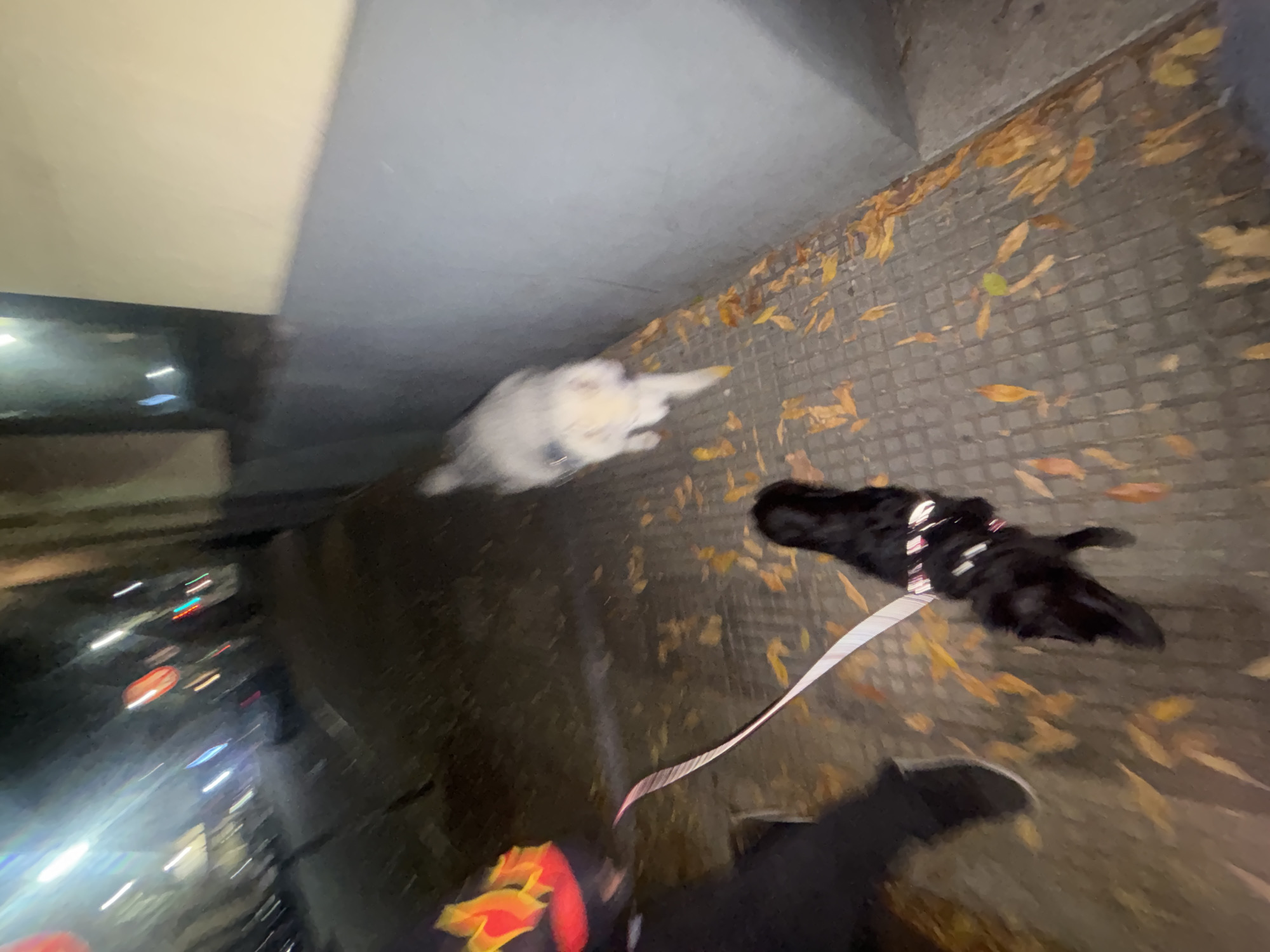 The image depicts a nighttime scene in Buenos Aires, Argentina. The viewpoint is angled downwards. A white cat lies on the left under a building's overhang. To the right, on a sidewalk covered with fallen yellow leaves, a black dog on a leash is positioned near another black dog. The street is visible on the left with blurred city lights. A person is holding the leash of the black dog.