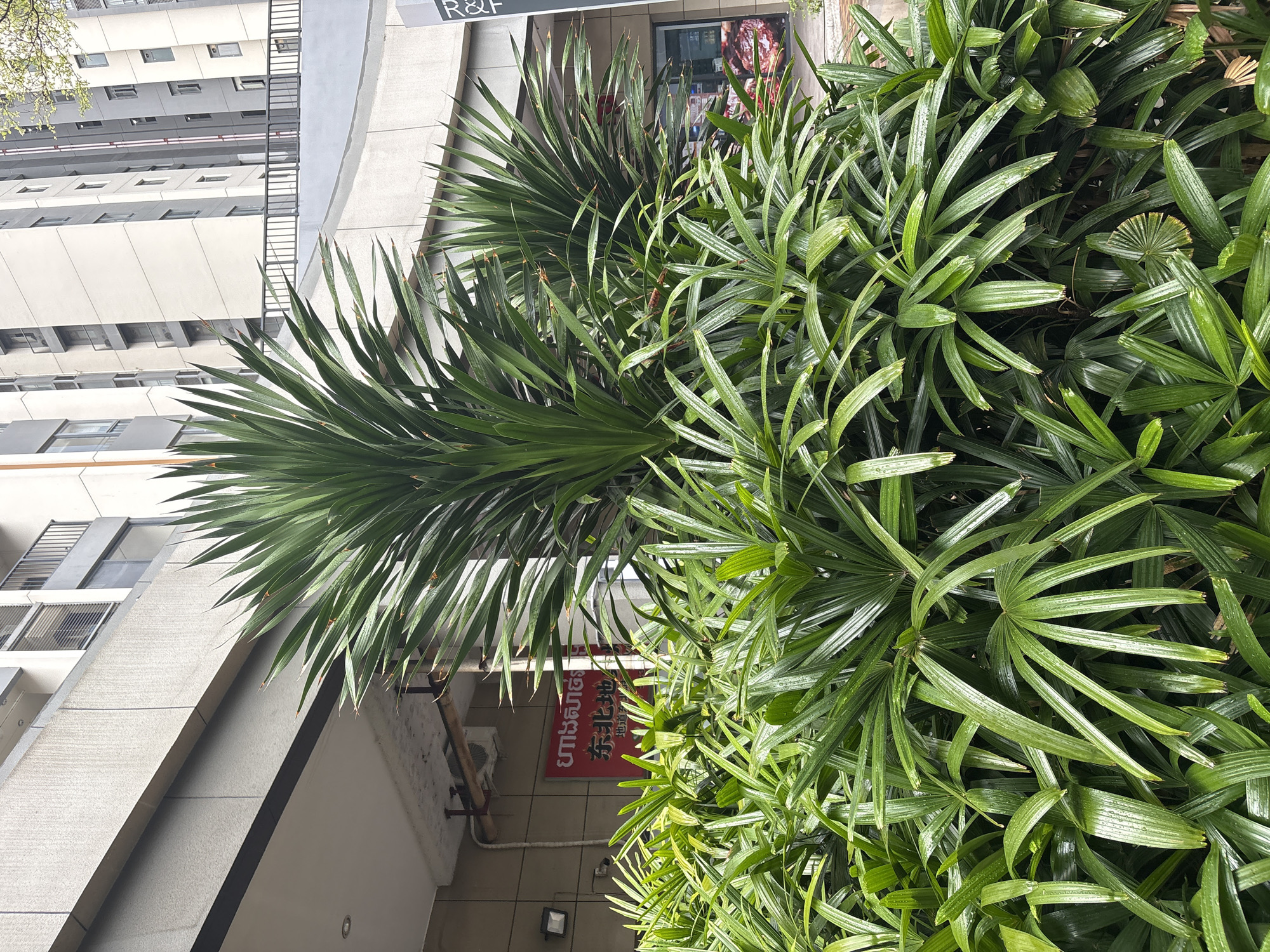 In the city of Khan Mean Chey, Cambodia, a dense arrangement of lush green plants, including what appears to be a large palm tree with spiky fronds and a lower layer of fan-shaped leaves, dominates the foreground. The plants are wet, suggesting recent rain. Behind the foliage, a modern building complex with multiple stories is visible. The building features light-colored facades, balconies with railings, and numerous windows. A red sign with white text, possibly in Khmer and Chinese characters, is mounted on the side of the building, partially obscured by the plants. The overall scene depicts an urban environment where nature and modern architecture coexist.