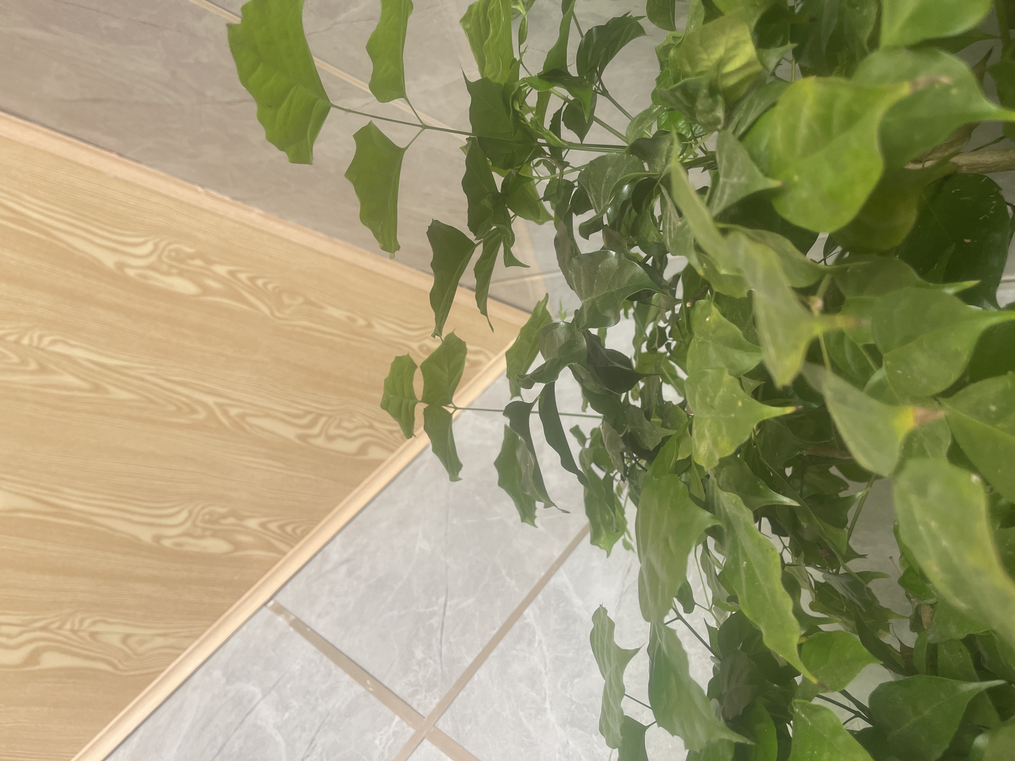 In Phan Thiet Ward, Vietnam, an indoor plant with vibrant green leaves is the primary subject of the image. The plant is positioned in the foreground, its foliage filling much of the frame. Behind the plant, the background reveals architectural details. A light-colored, wood-patterned ceiling slopes downwards, meeting a wall covered in light gray tiles. The overall impression is of a domestic or indoor setting, possibly a home or an office. There are no people or visible actions in the scene.