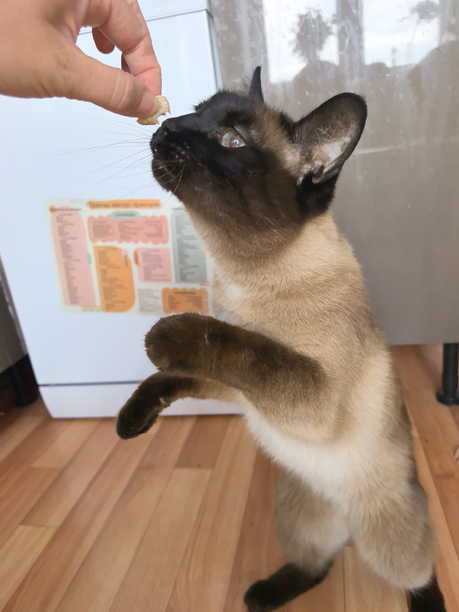 A Siamese cat stands on its hind legs in a room with a light wood-patterned floor. An out-of-focus refrigerator with a colorful chart attached to it is in the background. A hand holds a small piece of food near the cat's mouth. The cat is reaching for the food with its front paws. The cat appears to be inside of a house in the city of Фролы, Russia.