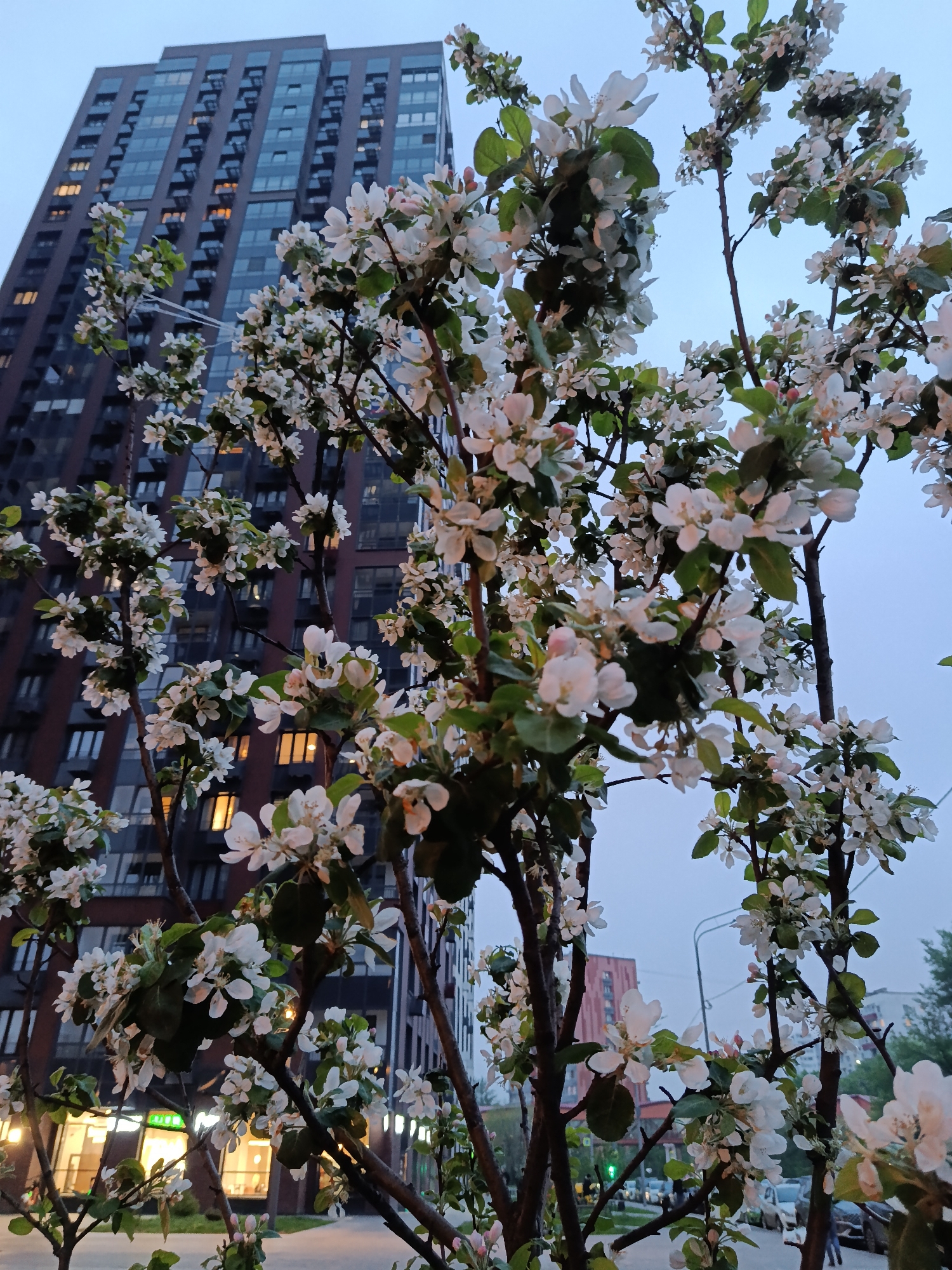 A blooming tree stands in front of a modern high-rise building in Moscow, Russia, under a dusky sky. The tree is covered in white blossoms with green leaves. In the background is a tall building with a dark facade and numerous windows, some illuminated. The scene is urban, with street lights and other buildings visible in the distance. The perspective is from a low angle, emphasizing the tree and the height of the building.