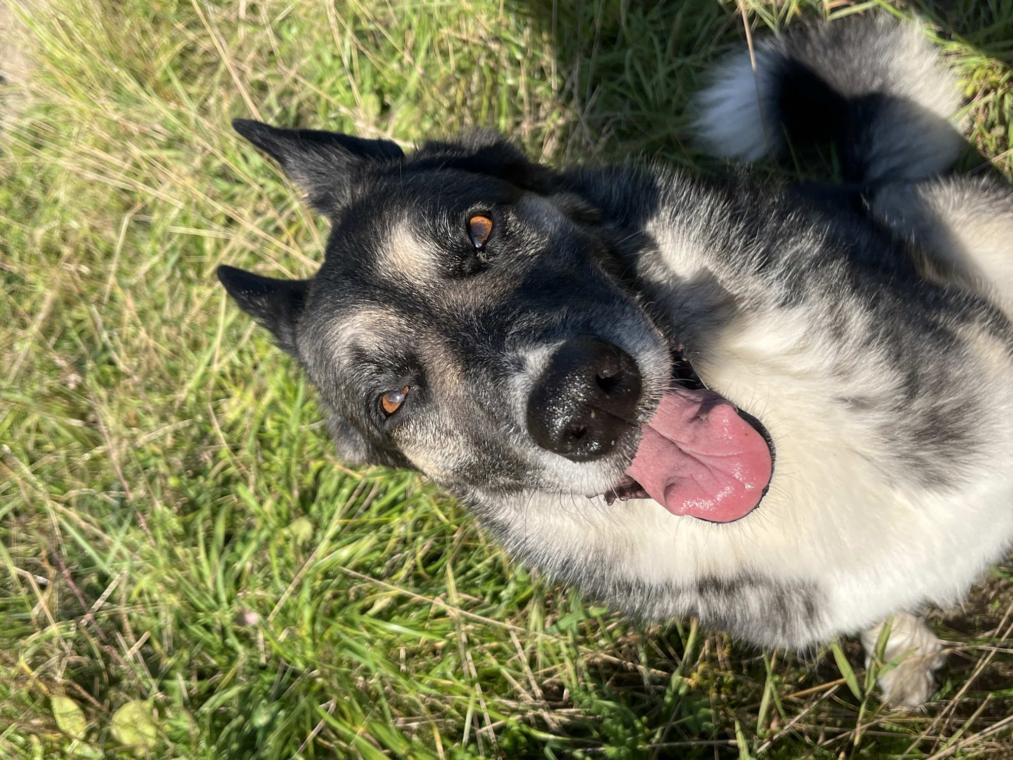 A medium shot, eye-level, portrait-style photograph captures a close-up of a dog lying on its back in green grass. The dog has black and grey fur with white markings on its chest and face. Its mouth is open, with its pink tongue hanging out. The dog's eyes are amber. The background consists of sunlit green and brown grass, with some shadows cast across the scene. The image has a shallow depth of field, with the dog in sharp focus and the grass slightly blurred. There are no people or man-made objects visible in the frame. The photograph is taken outdoors on a sunny day. The location of this image is unknown and cannot be determined from the visual information provided.