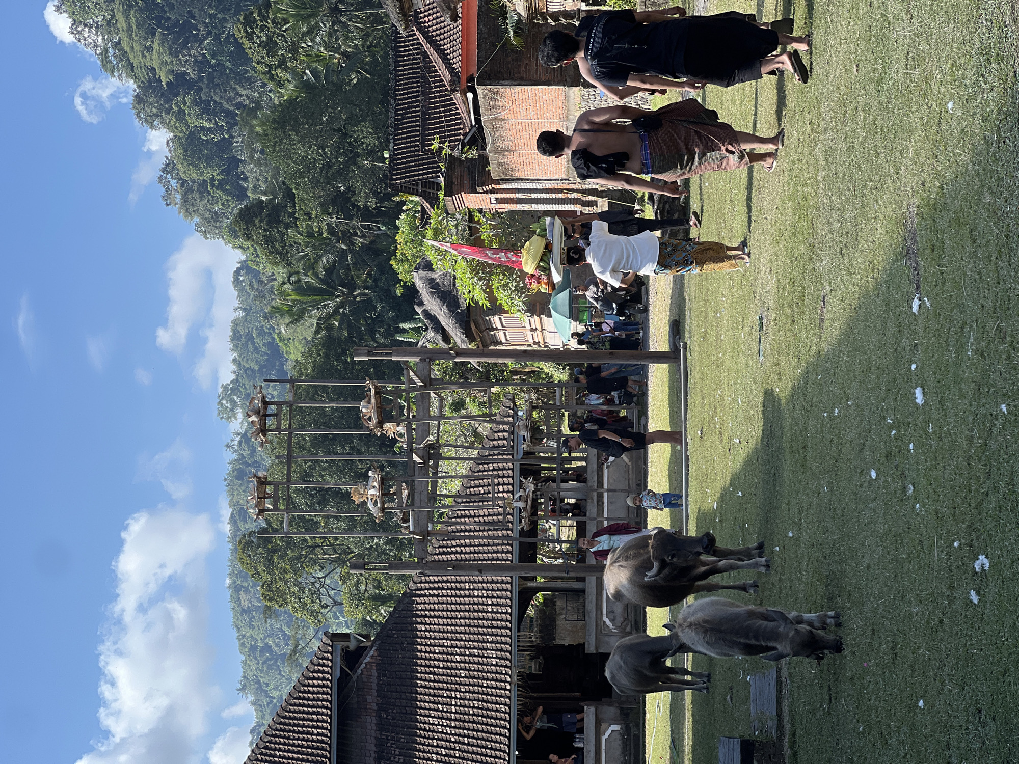In Manggis, Indonesia, a clear sky with scattered clouds presides over a rural setting. In the foreground, three water buffaloes graze on a grassy field. Behind them, a collection of traditional Indonesian buildings with tiled roofs and wooden structures are visible. One building features an ornate wooden structure with multiple tiers holding various objects, possibly decorative or ceremonial. A group of people are gathered, some in traditional attire, with some carrying offerings on their heads. The environment is lush, with dense green trees and foliage forming a backdrop, suggesting a tropical or subtropical location. The overall scene depicts a cultural event or procession taking place in a village.