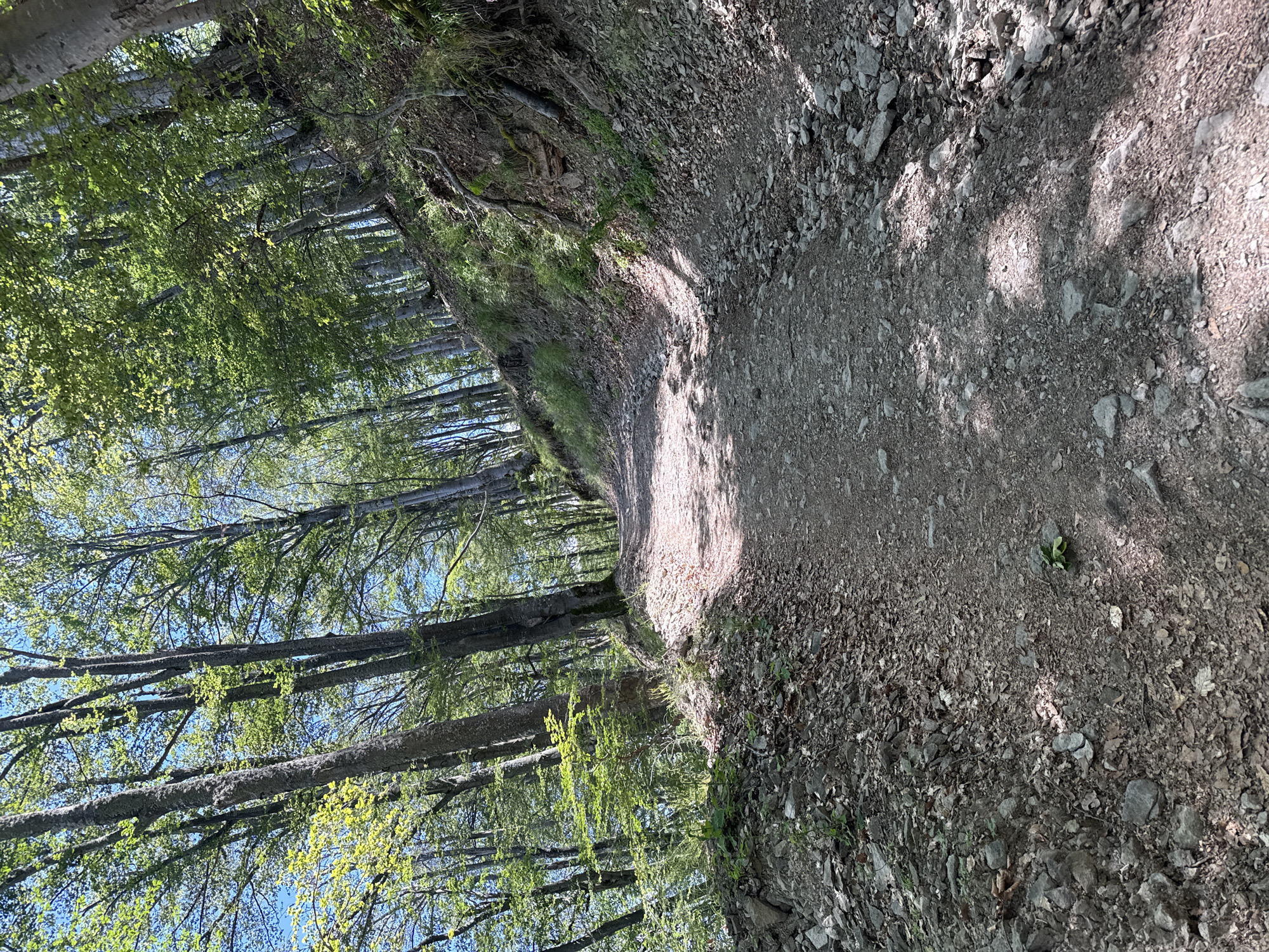 The image depicts a dirt path winding uphill through a sun-dappled forest. Tall, slender trees with green foliage line both sides of the path, casting shadows on the ground. The path is composed of gravel and dirt, with scattered rocks and fallen leaves. The forest floor on the right side of the path is sloped and covered in more rocks and vegetation. The sky is visible through the canopy, appearing clear and blue. The overall scene suggests a natural, outdoor setting within a wooded area. The location is identified as being in the city of Mostovo, Bulgaria. There are no people or animals visible in the image.