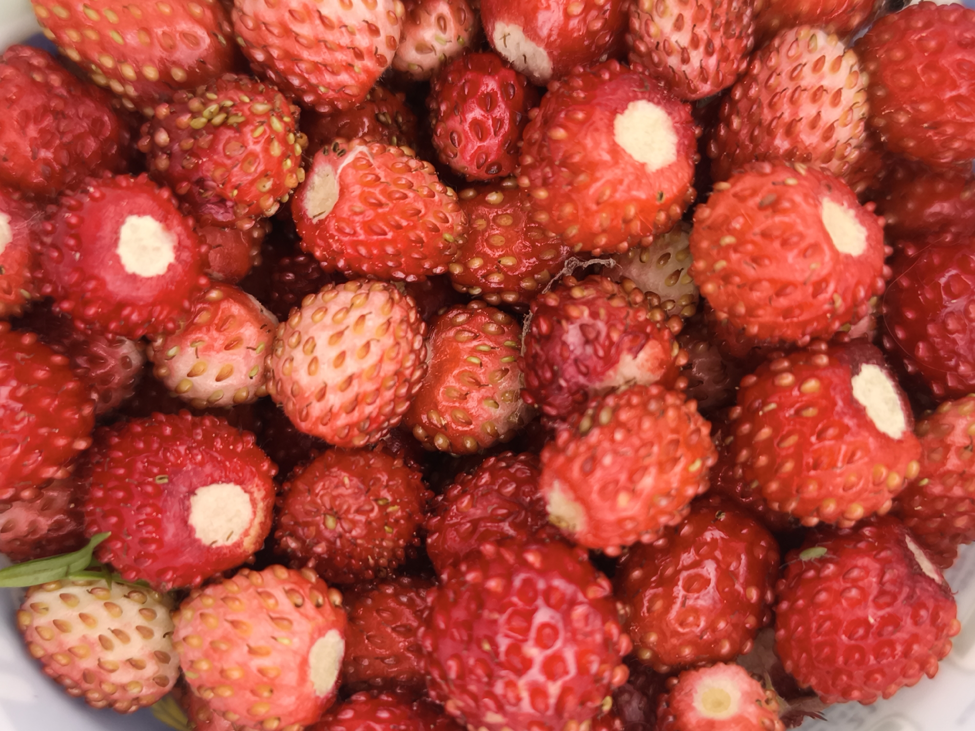 A close-up, overhead shot captures a pile of ripe wild strawberries. The strawberries are a vibrant red, with many showcasing a lighter pink or white hue. Each berry is covered in numerous small, yellow seeds, and some have a distinct white center where the stem was attached. The strawberries vary slightly in size and shape, with some appearing rounder and others more elongated. The background is a soft blur, suggesting the strawberries are contained within a bowl or basket. The image does not depict any specific location in Chaikovsky, Russia, nor does it include any people or actions.