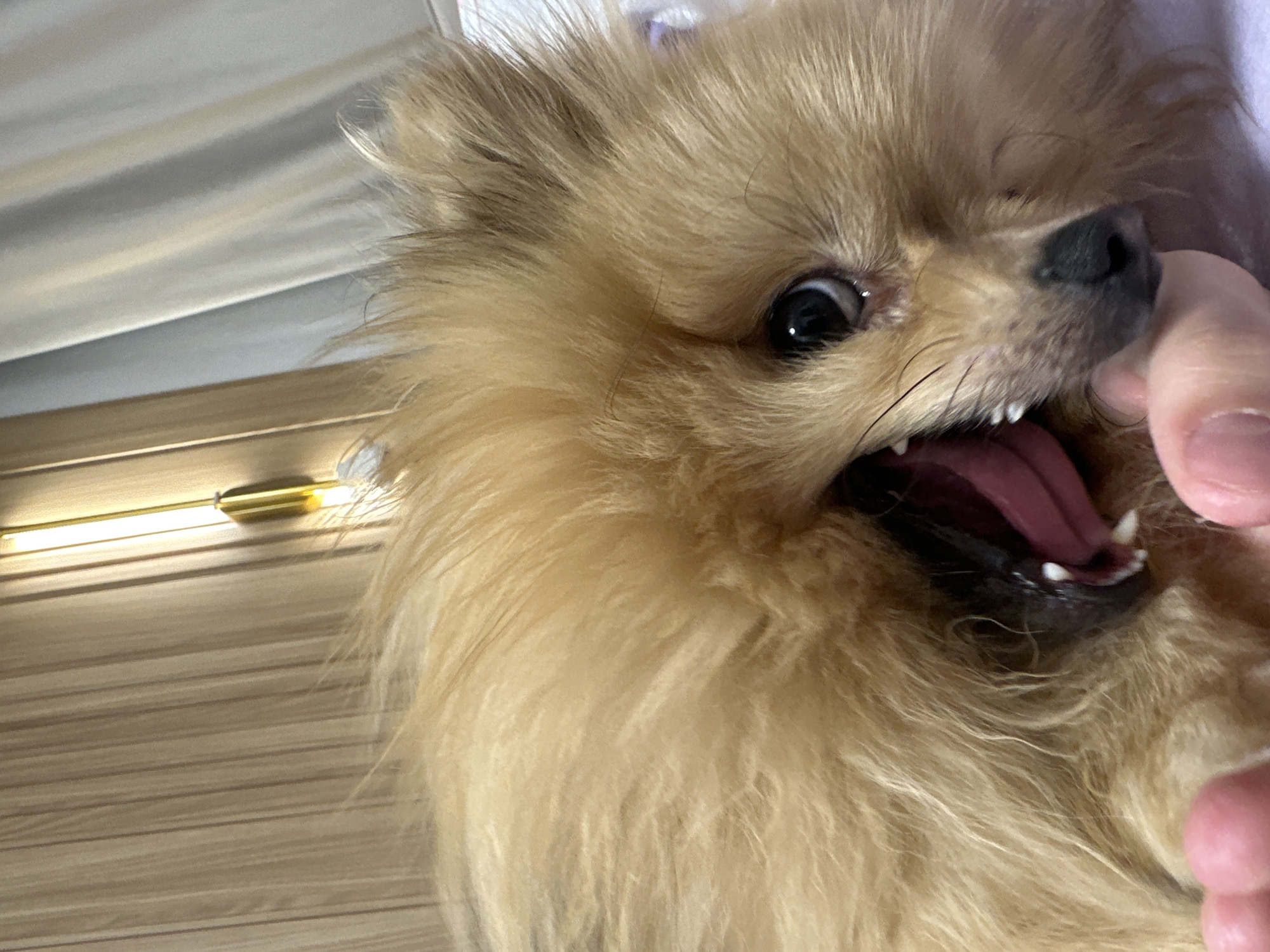 A close-up, slightly distorted view of a tan-colored, fluffy Pomeranian dog with its mouth open, revealing its teeth and pink tongue. A person's hand is visible near the dog's mouth. The background shows a wooden surface with a gold-colored light fixture. The location cannot be determined from the image and I can therefore not provide any details about Votkinsk, Russia.