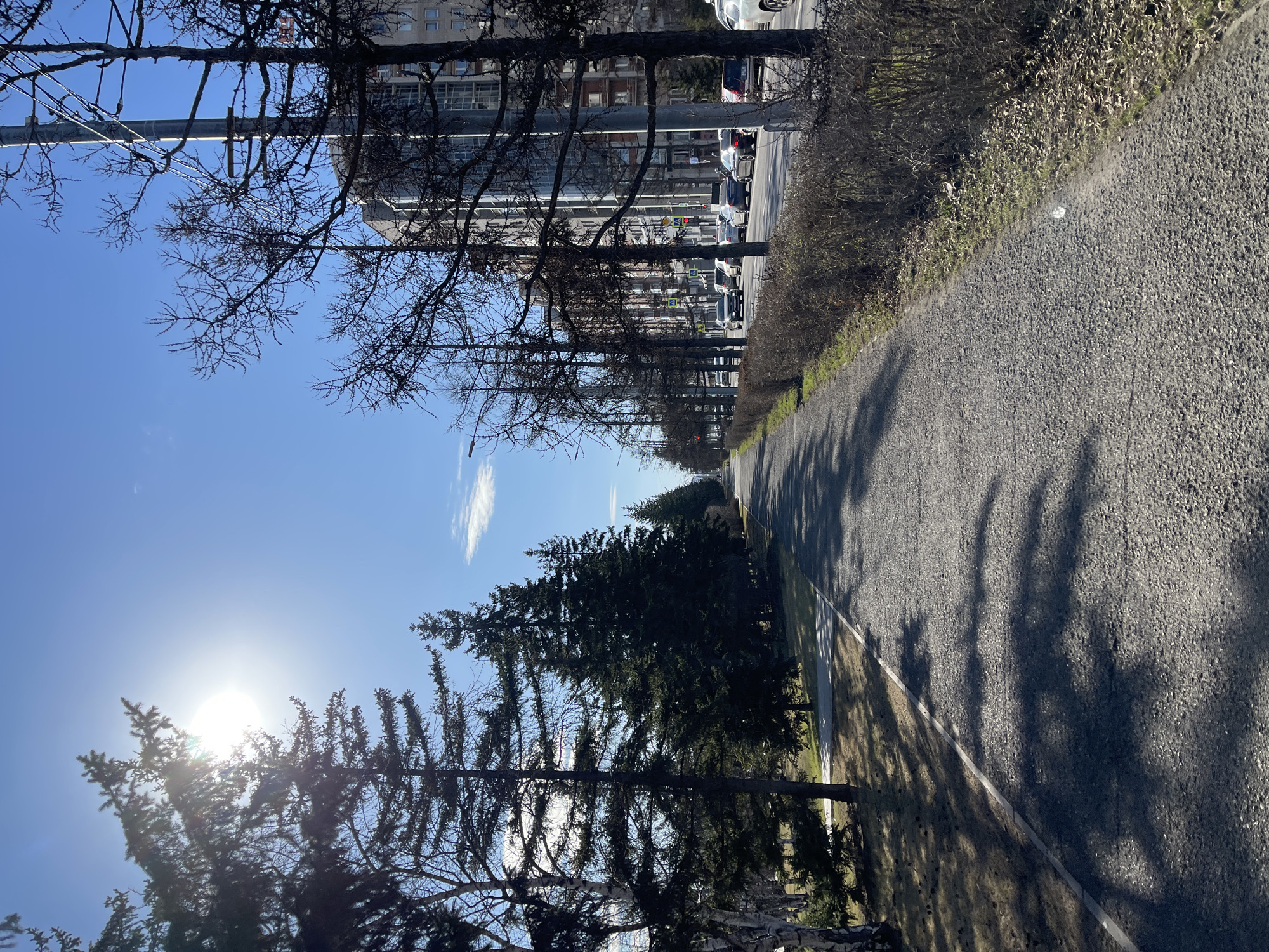 The image depicts a sunlit urban scene featuring a path, trees, and buildings, viewed from a perspective looking down the path's length. On the right side of the frame, a wide, light grey path, possibly paved with gravel, extends into the distance. A lighter line runs along its left edge, separating it from a strip of grass. Long, dark shadows from trees are cast across the path and the grassy area, suggesting a low sun angle.
To the left of the path, a row of trees lines the thoroughfare. In the foreground and midground, several deciduous trees stand with their branches bare, indicating late winter or early spring. Alongside and behind these are several tall, dark green coniferous trees. Beyond the treeline, multi-story residential buildings with numerous windows are visible. A street parallels the path, with several parked cars and other vehicles visible further down.
The sky is clear and bright blue, with a couple of faint, wispy white clouds. The sun is a prominent feature on the left side of the frame, positioned low and causing a bright lens flare and glare through the tree branches. The overall atmosphere is that of a bright and calm daytime. No specific human activity or visible text can be identified in the image.