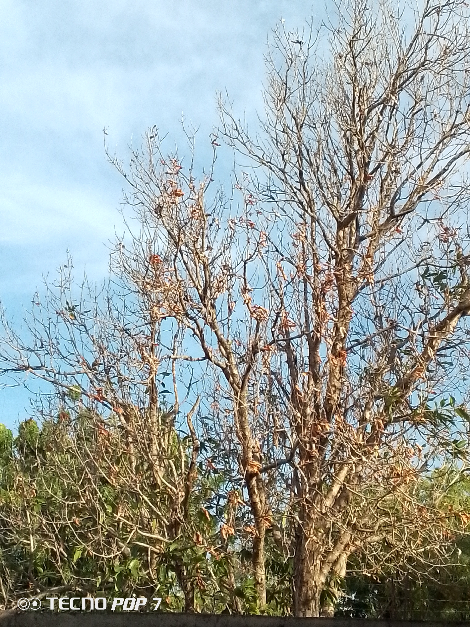 The image depicts trees in Altagracia, Venezuela, with a partial view of the blue sky. The trees in the foreground are mostly bare of leaves, with some dried leaves still attached. Behind them, there are other trees with green foliage. In the top of the photo, some birds are on the branches of the trees. The foreground is slightly blurred, suggesting that the photo was taken with a shallow depth of field. The word “TECNO POP 7” is visible on the bottom left of the image.