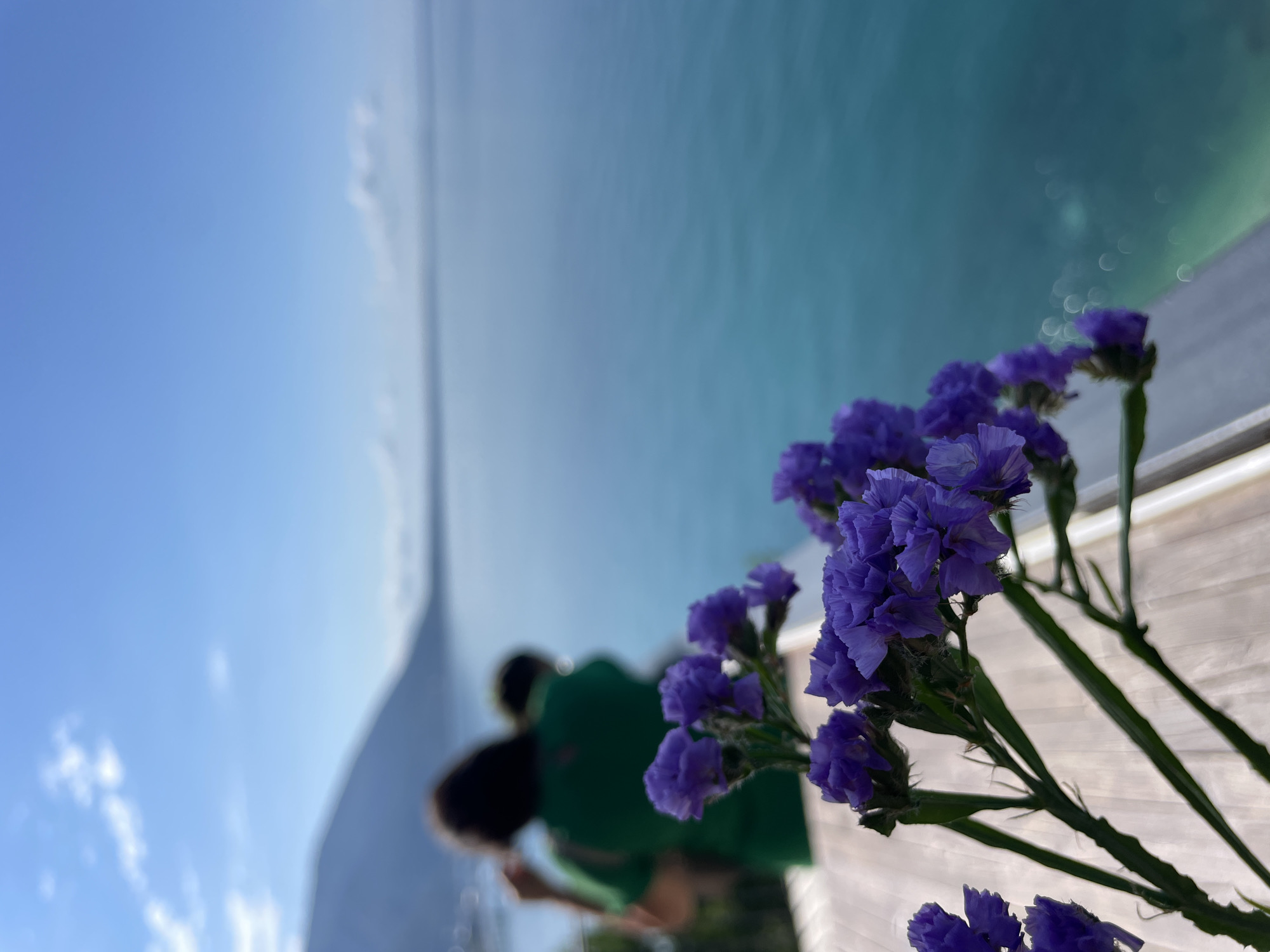 In this close-up, low-angle shot, a sprig of vibrant purple flowers is in sharp focus in the foreground, its delicate petals and slender green stems extending towards the right side of the frame. The flowers appear to be Statice, known for their papery, long-lasting blooms. Behind the flowers, the scene blurs into a soft-focus backdrop. A person, silhouetted and wearing a bright green shirt, is visible in the mid-ground, their back turned to the camera. They appear to be standing near a body of water, suggested by the expansive, calm blue surface that dominates the upper half of the image. The sky above is a clear, bright blue, with a few wispy white clouds present. The lighting suggests it is daytime, likely late afternoon or early morning given the soft quality of the light and the angle of the sun, casting a gentle illumination on the scene. The overall impression is one of tranquility and natural beauty, with the vivid flowers providing a striking contrast to the serene, expansive blue of the sky and water. There is no visible text in the image.