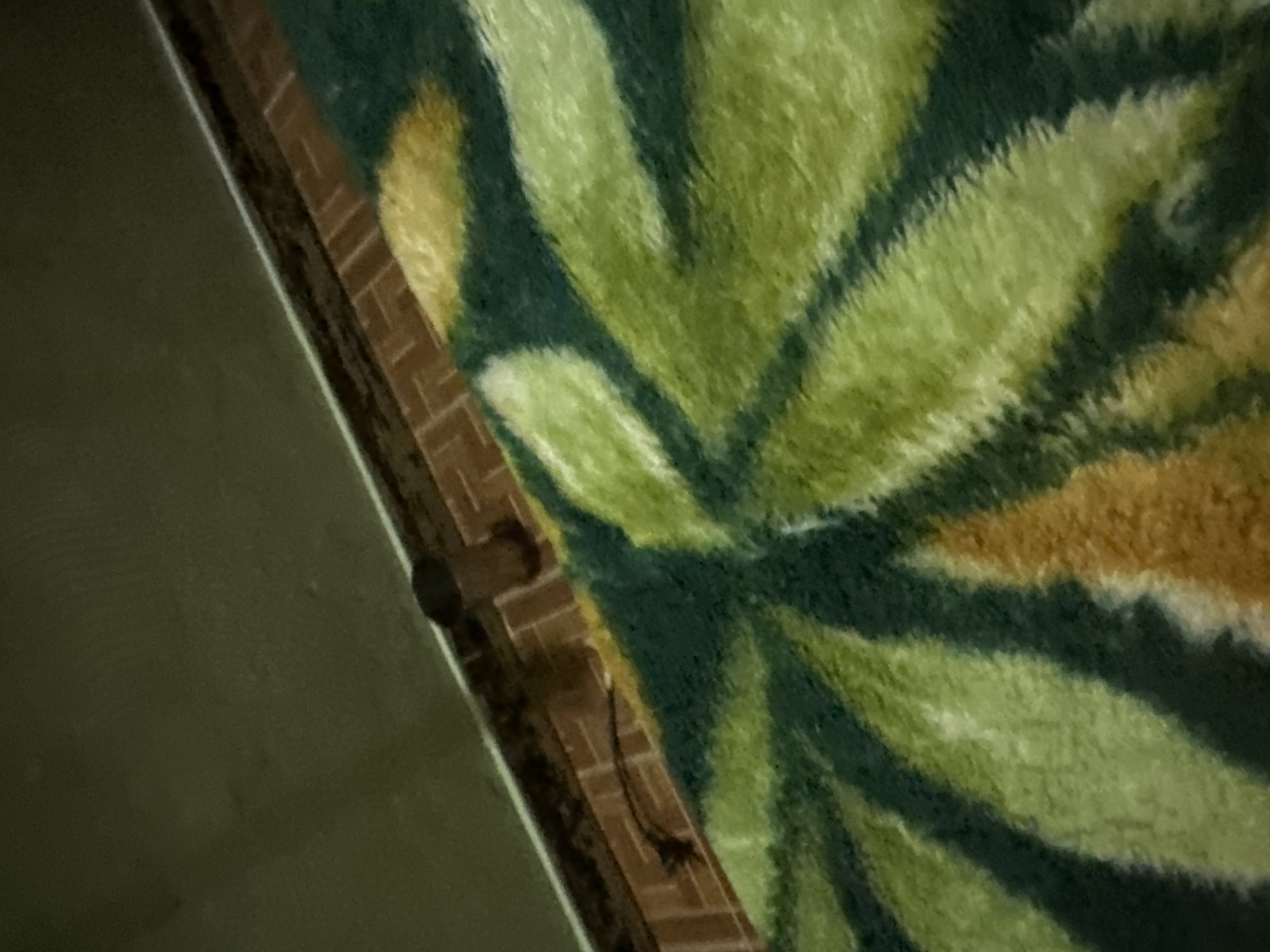 The image depicts an indoor scene in Juan Griego, Venezuela, captured under low light conditions. The upper section of the frame features a dark olive-green wall with a slightly rough texture. A thin white baseboard separates this wall from the floor. The floor immediately adjacent to the wall consists of light brown or terracotta-colored tiles arranged in a repeating geometric pattern.
Positioned on these tiles, close to the white baseboard, is a dark-bodied rodent, consistent with a rat, with its head oriented towards the left side of the frame. A long, dark, thin tail extends from the rodent's body, curling slightly on the tiled floor.
The majority of the lower and central portion of the image is covered by a soft, plush textile, likely a blanket or rug. This textile features a distinct pattern of large, stylized leaves in various shades of green, interspersed with areas of yellow/gold and some orange/brown. No human subjects or discernible interactions are present in the scene.