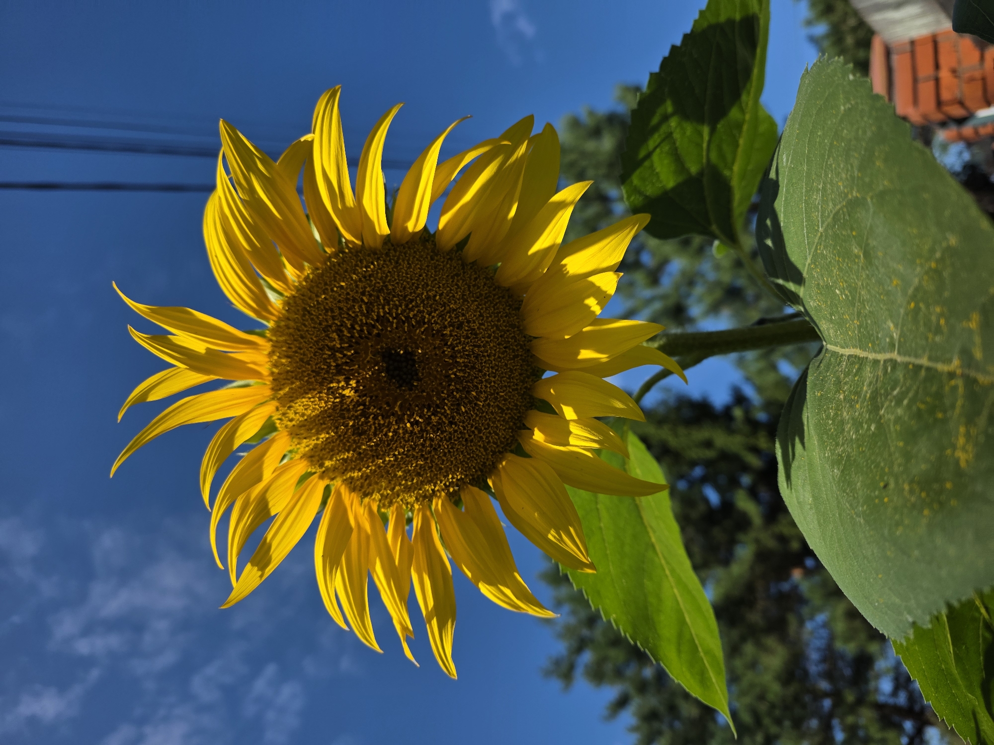 This is a low-angle, close-up, outdoor photograph of a sunflower against a bright blue sky with scattered white clouds. The sunflower is in the foreground, with its yellow petals prominently displayed and the dark center clearly visible. Two large green leaves are visible in the lower portion of the image, one in focus and the other slightly out of focus. In the background, out of focus, are green trees and a brick structure, suggesting a residential or park setting. Electrical wires are visible in the upper right quadrant of the sky. The image is well-lit, with strong sunlight casting shadows and highlighting the texture of the sunflower petals and leaves. There are no people or animals in the image. The image does not contain any elements that would indicate a specific location within the city of Речицы, Russia.