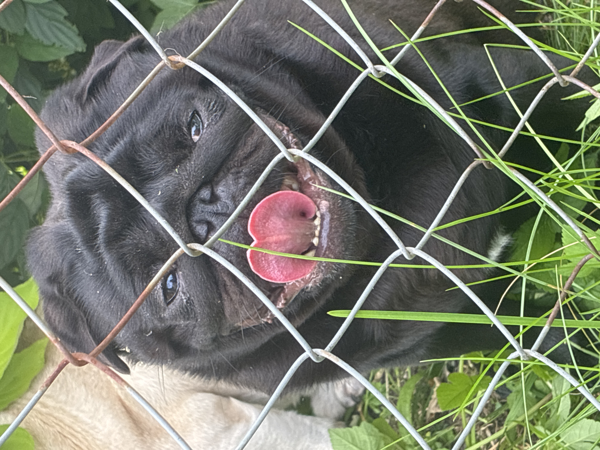 A close-up, eye-level, vertical shot shows the face of a black pug dog looking through a chain-link fence. The dog's mouth is open, and its pink tongue is sticking out. Another pug, lighter in color, is visible behind the black pug, on the left side of the frame. Both dogs are outdoors, with green grass and foliage visible in the background. The chain-link fence is in the foreground, partially obscuring the dogs. The lighting appears to be natural daylight. The image was taken in Haapsalu, Estonia.