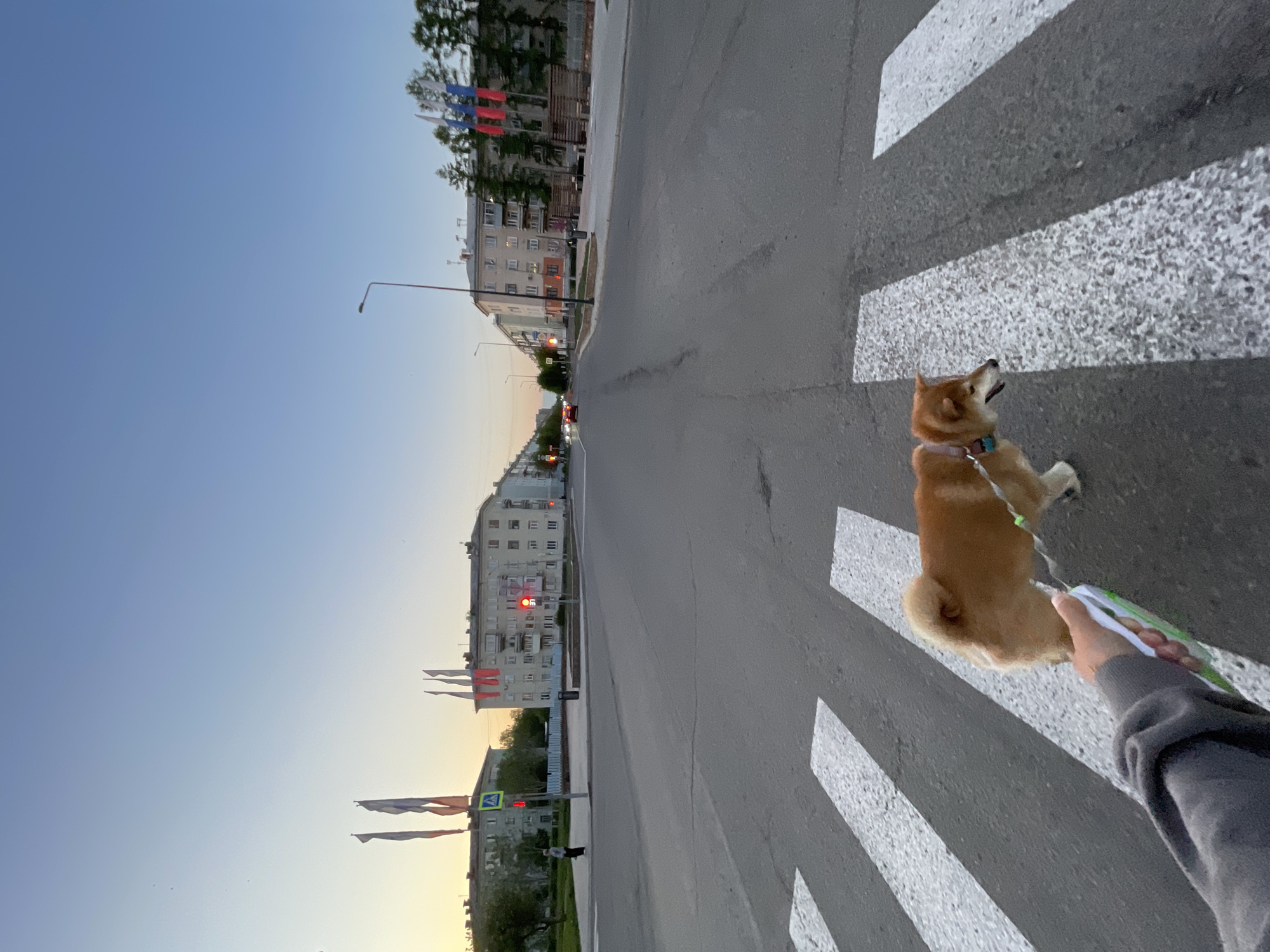 A Shiba Inu dog is shown in a medium shot on a crosswalk, with the person holding the leash visible from the arm and hand. The crosswalk traverses a wide, empty street lined with apartment buildings typical of urban Zheleznogorsk, Russia. Russian flags line the street, possibly indicating a national holiday. The time of day is likely evening, judging by the gradient from light blue sky to the yellow of sunset. The dog is looking up at something, possibly distracted by the environment. There is little human activity.