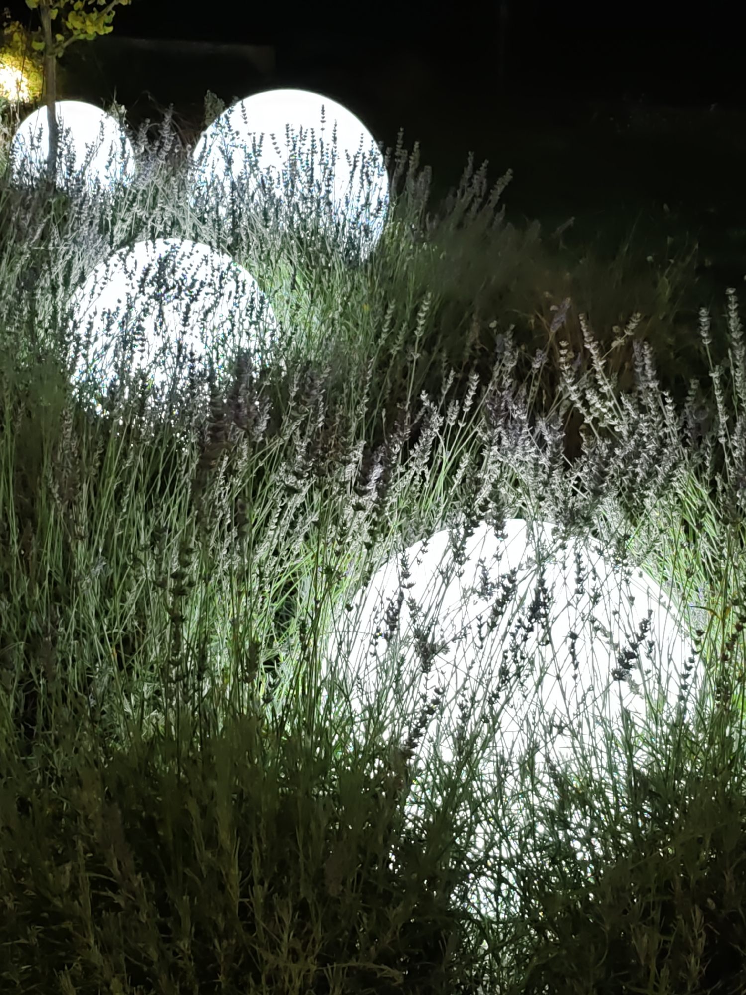 The image depicts a garden at night, featuring spherical lights partially obscured by lavender plants. The lights appear to be embedded within or placed amongst the foliage. The scene is illuminated by these lights, creating a soft glow that highlights the textures of the plants. The background is dark, suggesting it is outdoors in a dimly lit area. There are no people or animals visible in the image. The location in Rostov-on-Don, Russia, is not discernible from the visual information presented in the photograph.
