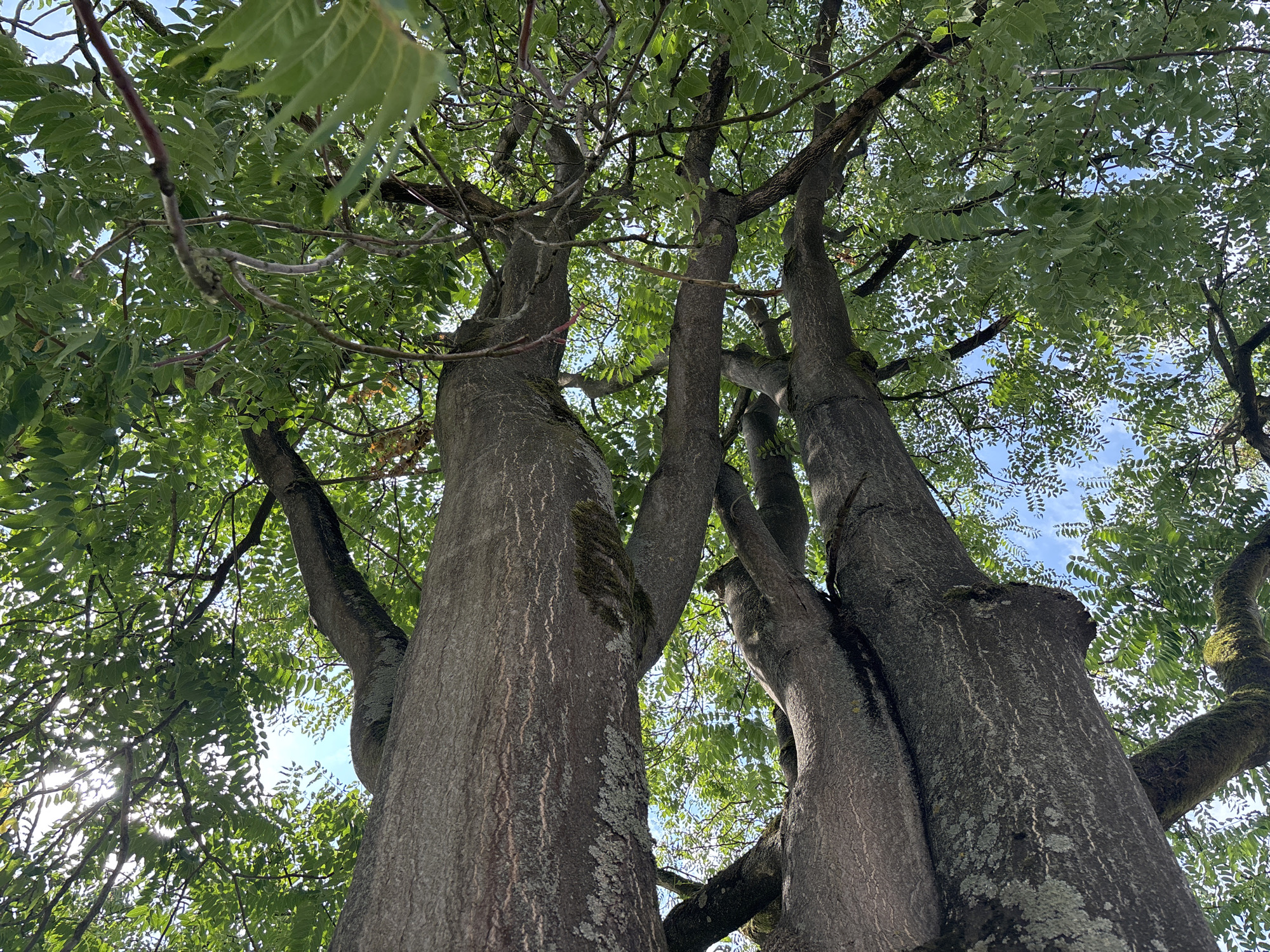 The image shows a low-angle view looking up at the trunks and canopy of two closely growing trees. The tree trunks are thick, rough, and gray, with visible moss and lichen growth. The branches extend upwards, creating a dense canopy of green leaves against a bright blue sky. Sunlight filters through the leaves, creating bright spots and dappled shadows. The scene appears to be outdoors, in a natural setting with abundant foliage. The trees are the primary subjects, with the sky and sunlight serving as the background elements. There are no people or animals visible in the image. The overall impression is one of natural growth and dappled sunlight filtering through a leafy canopy.