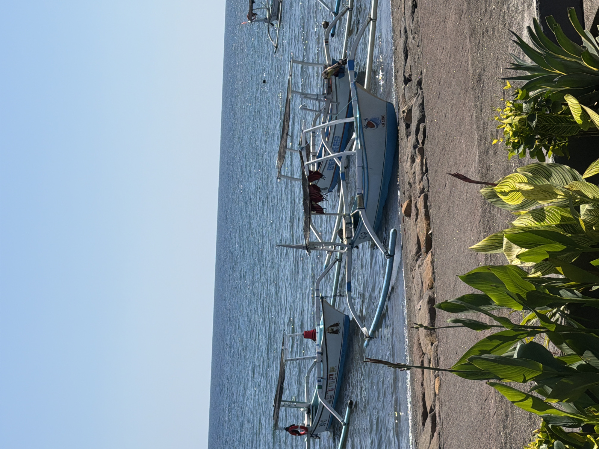 The image depicts a serene beach scene in Buleleng, Indonesia, under a clear blue sky. Several traditional Balinese outrigger boats, known as "Jukung," are anchored near the shore. The boats are white with blue trim, and some have canopies for shade. One boat in the foreground has the inscription "AM XING" on its side. The water is calm and appears blue, reflecting the sky. The shoreline is a mixture of dark sand and large, flat stones. Lush green foliage, including large-leafed plants and some with variegated patterns, grows in the foreground, adding a touch of vibrant color to the scene. The overall impression is one of tranquility and a typical coastal setting in a tropical location.