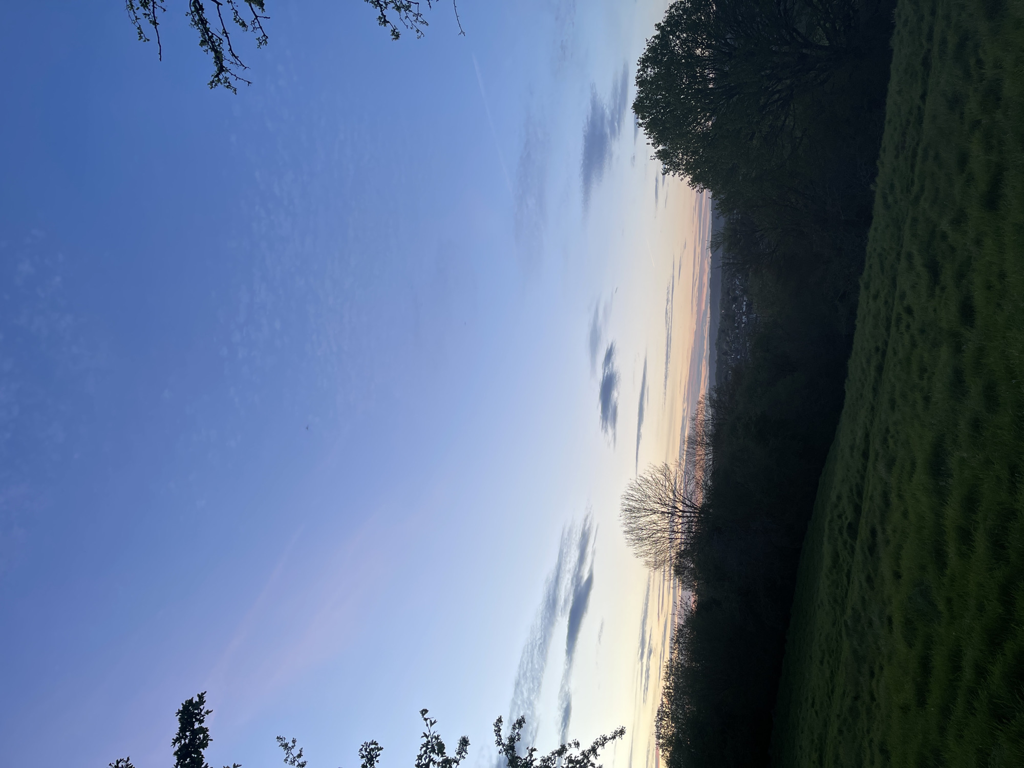 The image depicts a landscape at twilight, possibly in Maidstone, United Kingdom. The sky transitions from deep blue to a lighter hue near the horizon, with thin cirrus clouds scattered across. Tree branches frame the top and bottom of the image. A dense treeline separates the sky from a grassy field on the right. In the background, a suggestion of urban development is visible along the horizon. The light indicates either early morning or late evening. No people are visible.