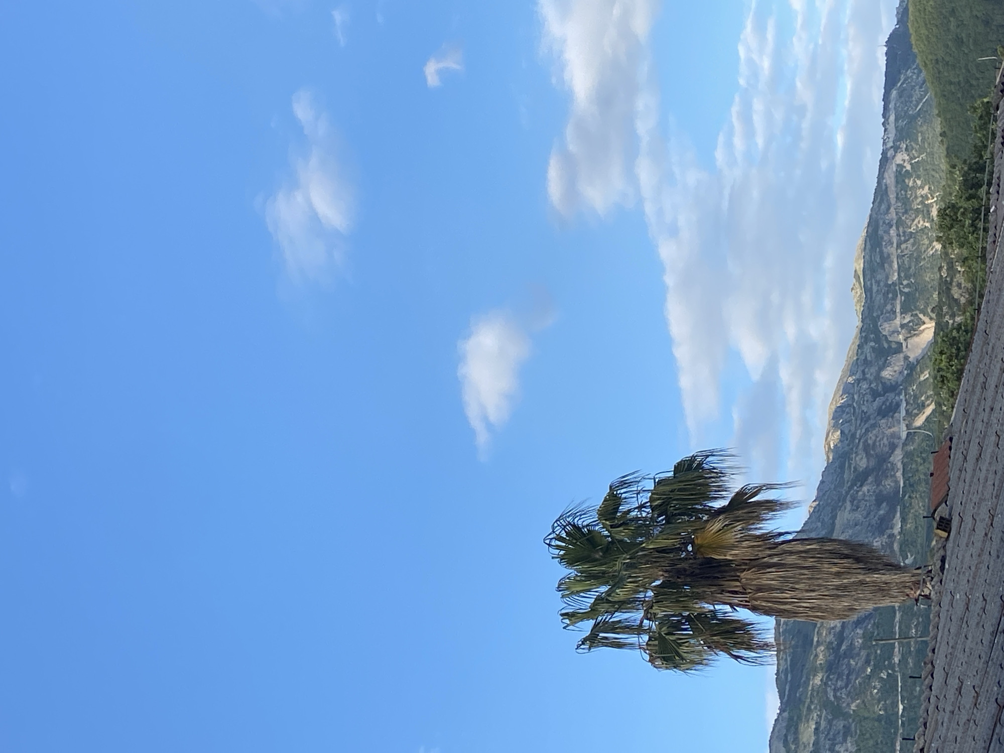 The image captures a scene in Budva, Montenegro. A palm tree stands on a roof with mountains in the background. The sky is predominantly blue with scattered white clouds. The mountains are a mix of gray rock and green vegetation. The roof appears to be made of gray tiles. No people are visible.