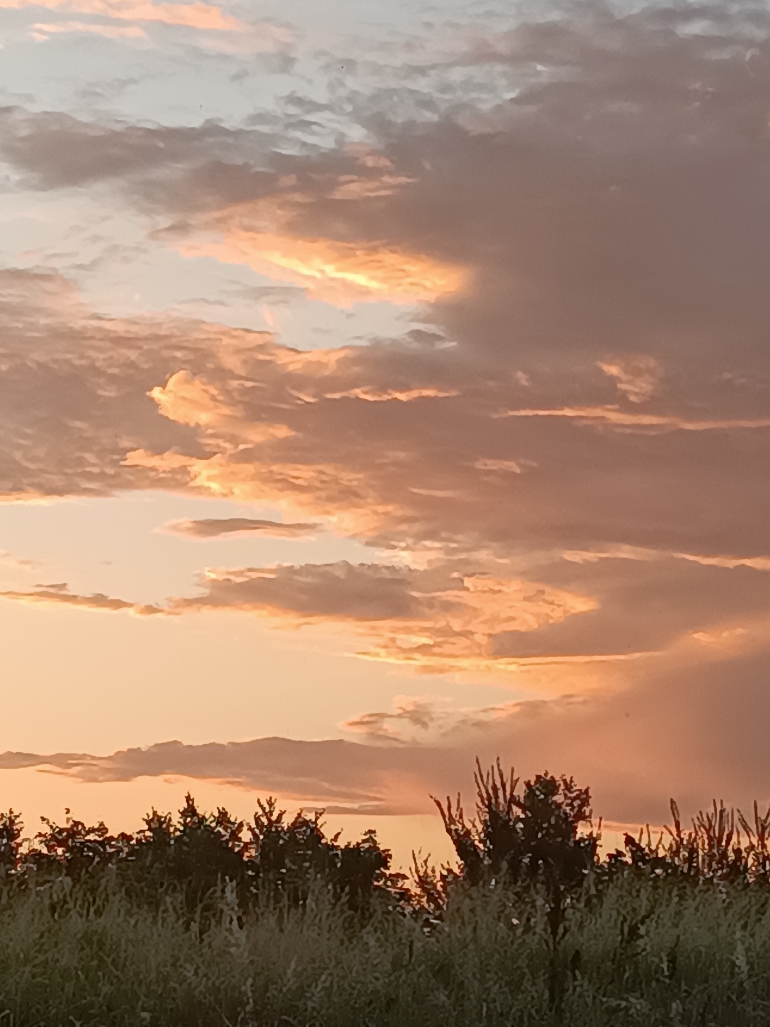 The image captures a serene sunset over a rural landscape in Viadana, Italy. The sky is dominated by a dramatic display of clouds, tinged with hues of orange, pink, and grey, indicating the fading light of day. Some clouds are brightly illuminated by the setting sun, while others cast shadows, creating a textured and layered effect.
In the foreground, a line of dense foliage, consisting of trees and tall grasses, stretches across the bottom of the frame. The greenery appears lush and textured, with the silhouettes of the trees sharply defined against the lighter sky. The setting sun casts a warm glow over the entire scene, contributing to a peaceful and tranquil atmosphere.
The time of day is clearly evening, as suggested by the colors of the sky and the low angle of the sun. The weather appears calm, with the clouds indicating a fair, albeit visually striking, end to the day. There are no people or specific man-made objects visible, focusing the viewer's attention on the natural beauty of the landscape and sky. The overall emotion conveyed is one of peacefulness and natural wonder. There is no visible text in the image.