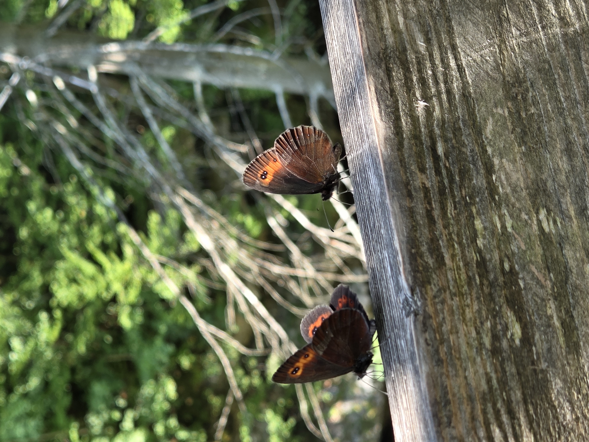 The image shows two brown butterflies with orange markings on their wings perched on a weathered wooden railing. The railing is rough and has a textured surface with visible wood grain. In the background, out of focus, is a dense green forest with sunlight filtering through the leaves, suggesting an outdoor, natural setting. The overall lighting indicates it is daytime. The scene is a close-up shot, focusing on the butterflies and the railing. There are no people or buildings visible. The location is identified as Landl, Austria.