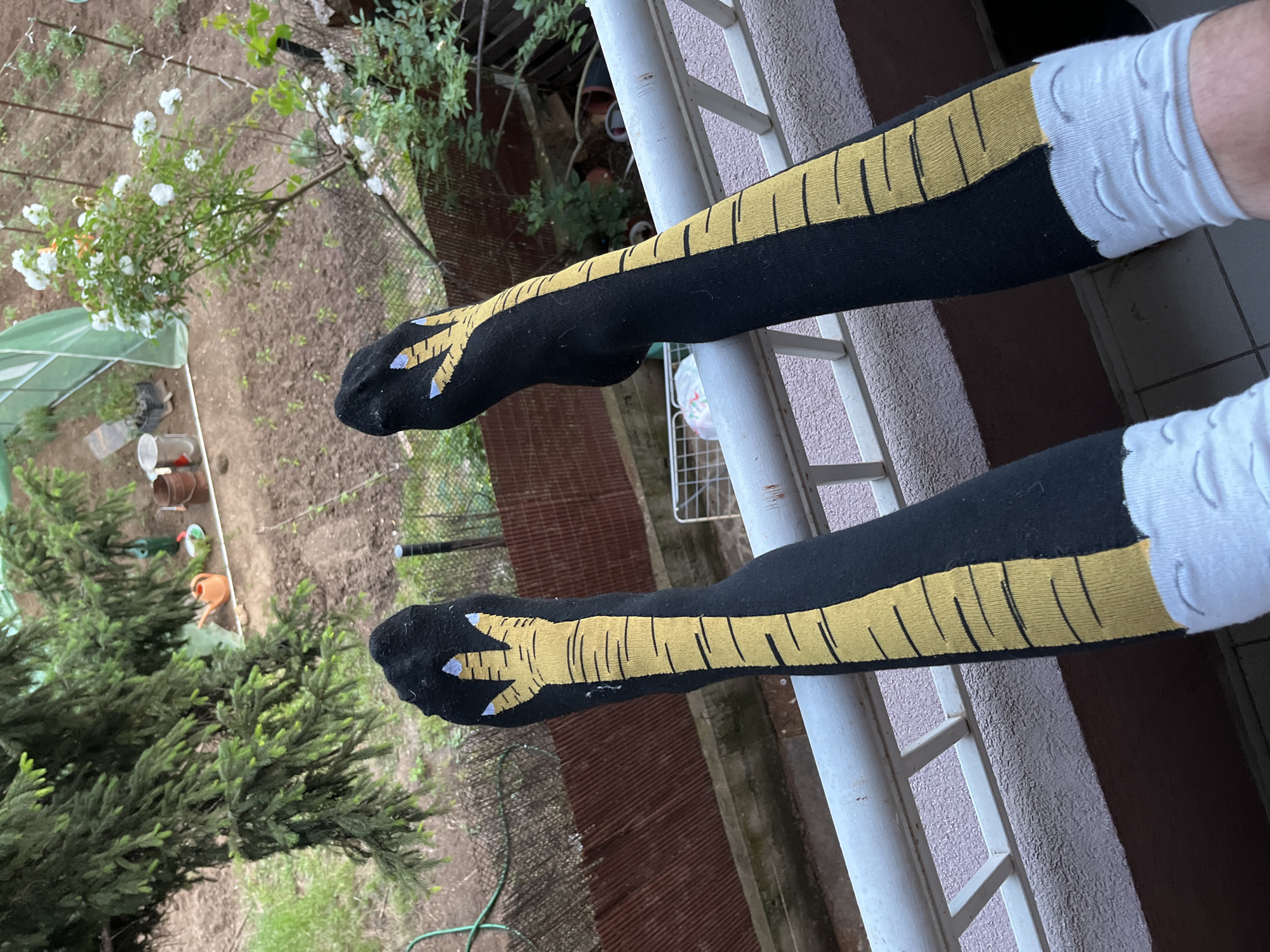 A person's legs, wearing black socks with a yellow chicken leg design, are visible from the knees down. The socks feature black lines to mimic scales and white tips that resemble claws. The person is leaning on a white railing, suggesting they are on a balcony or elevated platform. In the background, a garden area is visible with plants, soil, a greenhouse, and various gardening tools like an orange watering can and a wooden bucket. The setting appears to be an outdoor residential area, possibly a backyard or patio. The location of Sofia, Bulgaria, is not discernible from the image itself.