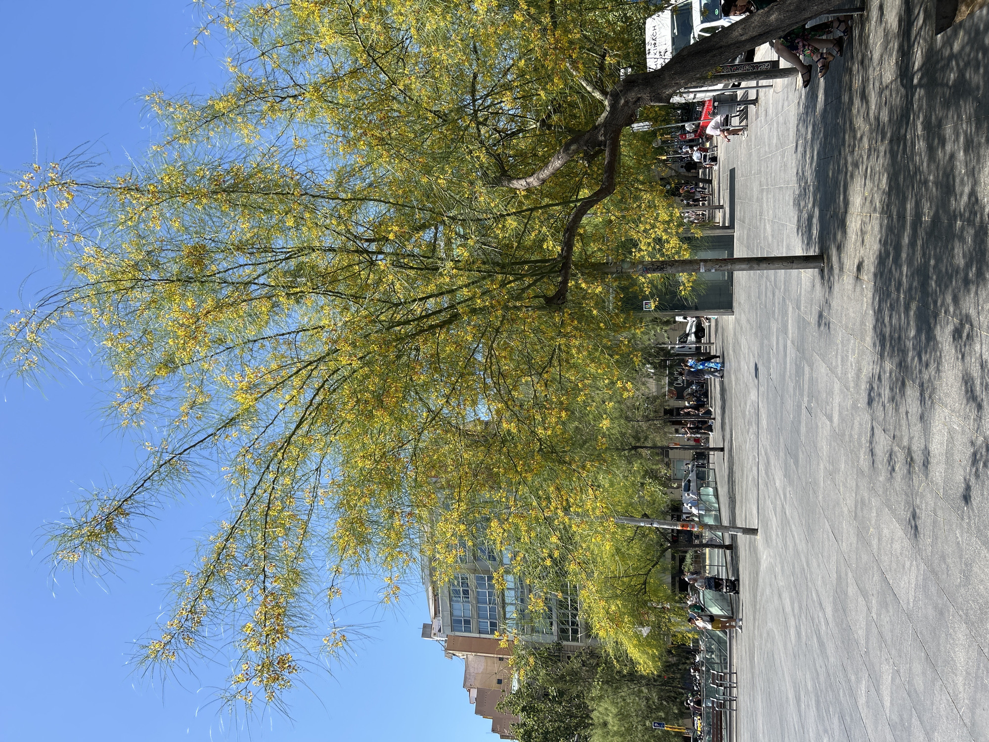 In Barcelona, Spain, a bright, sunny day illuminates a pedestrian plaza. In the foreground, a large tree with delicate yellow flowers and wispy green leaves dominates the right side of the frame, its trunk curving upwards. The ground is paved with large, square grey tiles, casting dappled shadows from the tree. To the left, people are seen walking and sitting on benches. In the midground, a series of smaller trees with similar yellow blossoms line the plaza, and a modern building with glass windows stands behind them. The sky is a clear, vibrant blue. A white van with the word "MUKINACH" is parked on the right side of the street. Several cars and motorcycles are visible in the background. The scene captures a lively urban atmosphere under a summer sky.