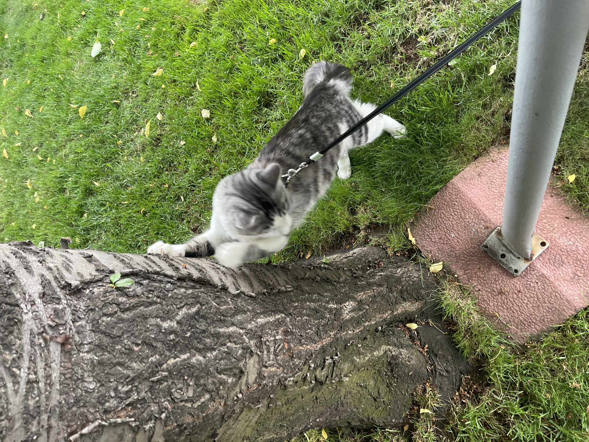 A gray-and-white tabby cat on a leash is climbing on a fallen tree trunk in an outdoor grassy area. The area is next to a post anchored in a reddish base. The location is suspected to be in Sofia, Bulgaria.