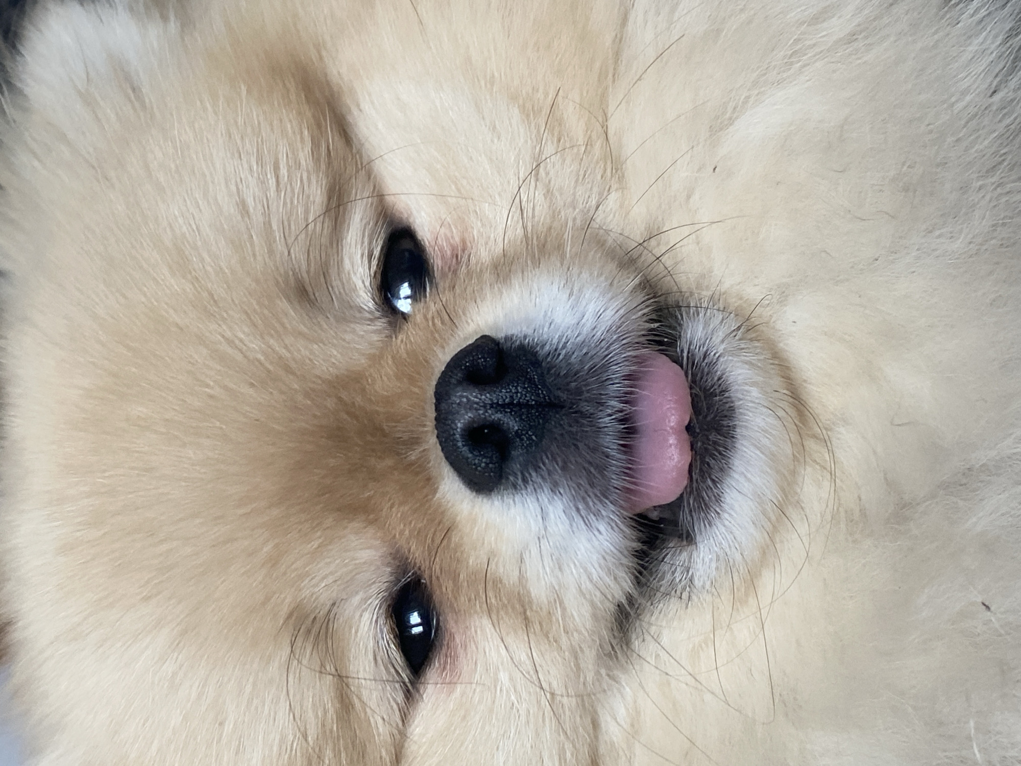 A close-up, upside-down shot features the face of a Pomeranian dog. The dog has soft, fluffy, light-tan fur. Its eyes are dark and glossy, and its nose is black and textured. The dog's tongue is sticking out slightly, showing a pink hue. No city or location is discernible in the image.