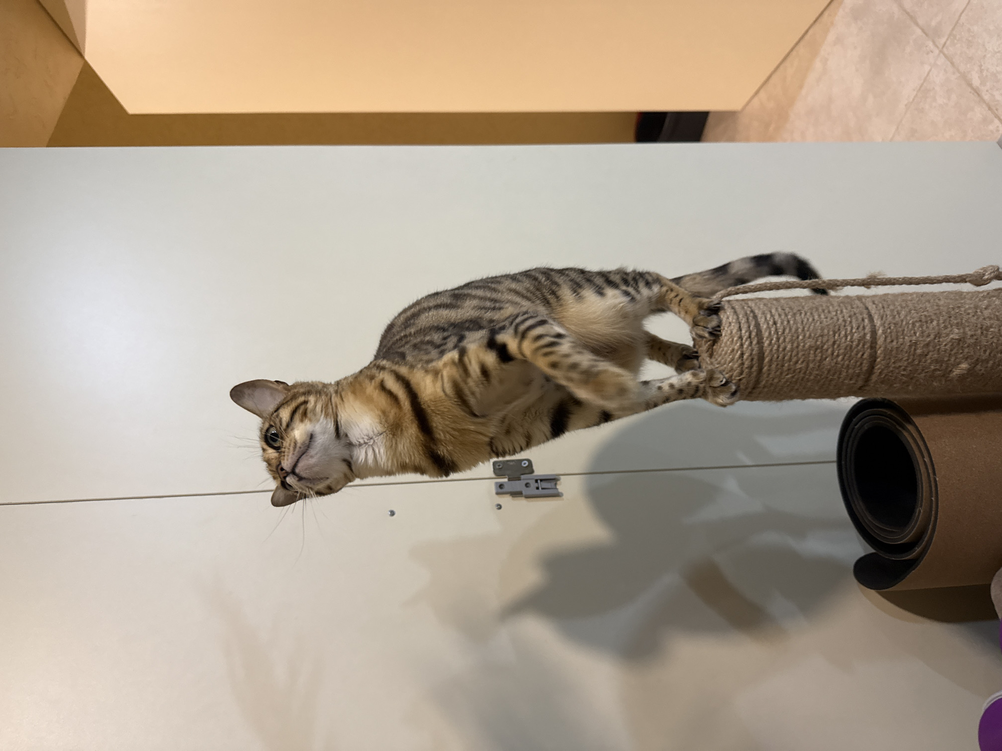 A domestic cat, likely a Bengal or similar striped breed, is captured mid-action, appearing to balance or hang from a rope-covered scratching post indoors. The cat's body is mostly horizontal, displaying its distinctive brown and black tabby stripes, with its front paws gripping the post. Its head is tilted downwards and to the left, looking directly at the viewer with a curious and slightly playful expression. The background consists of a plain light-colored wall or large piece of furniture, possibly a cabinet or wardrobe, on which the cat is positioned. A small silver-toned latch or hinge is visible on this surface below the cat's belly. To the right of the scratching post, a dark, rolled-up mat (possibly a yoga mat) rests on a light-tiled floor. The lighting suggests an indoor setting, likely daylight or artificial light, with some shadows cast on the light surface and floor. No text is visible.