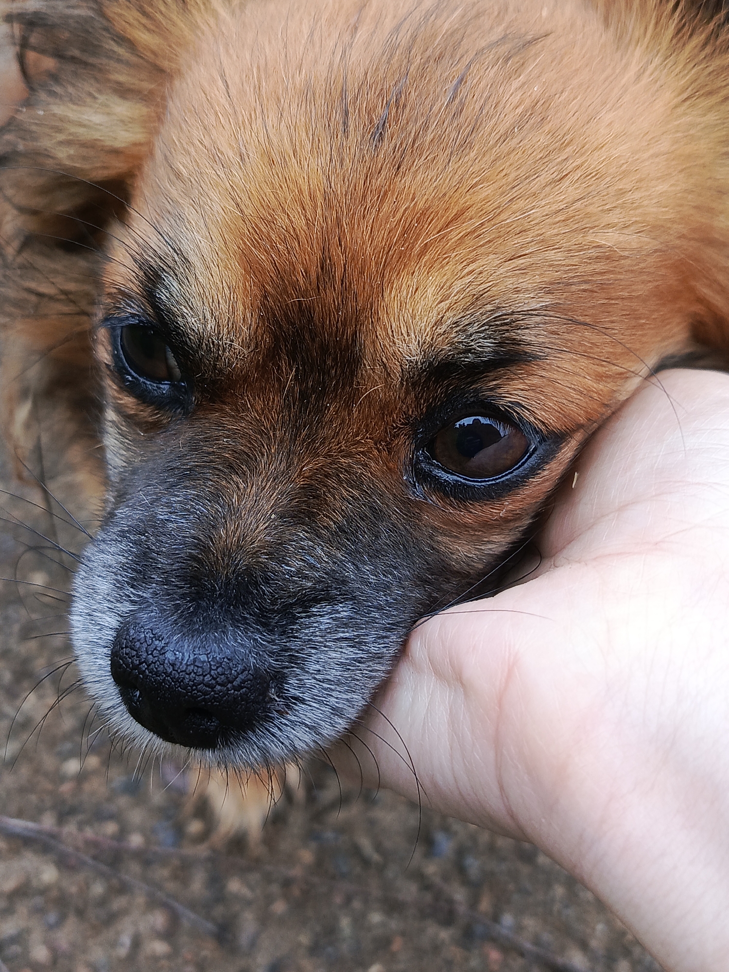 A close-up, eye-level, outdoor, vertical shot focuses on the face of a small, long-haired, brown dog. The dog's head is resting against a person's hand, which is visible on the right side of the frame. The dog's dark brown eyes are looking downwards, and its nose, which is black and textured, is slightly obscured by the hand. The dog's fur is a mix of brown and tan, with some lighter fur around its muzzle. The background appears to be a gravelly surface with some dry leaves or twigs. The lighting is natural, casting soft shadows. The image does not contain information that allows for the determination of its location in the city of Chaikovsky, Russia.