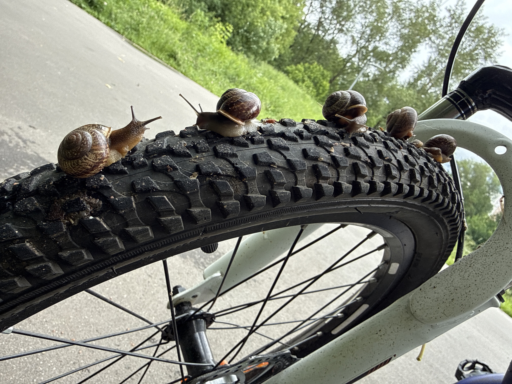 A group of garden snails are positioned on the tread of a bicycle tire. The tire is black and appears to be on a bicycle that is stationary. The background consists of a paved path and lush green foliage, suggesting an outdoor environment, possibly a park or trail. The snails are of varying sizes and are oriented in different directions on the tire's knobs. One snail is prominently featured on the left side of the tire, with its shell and antennae clearly visible. The overall scene is captured from a low-angle perspective, focusing on the snails and the tire. There are no people visible in the image, and no specific Moscow landmarks are identifiable.