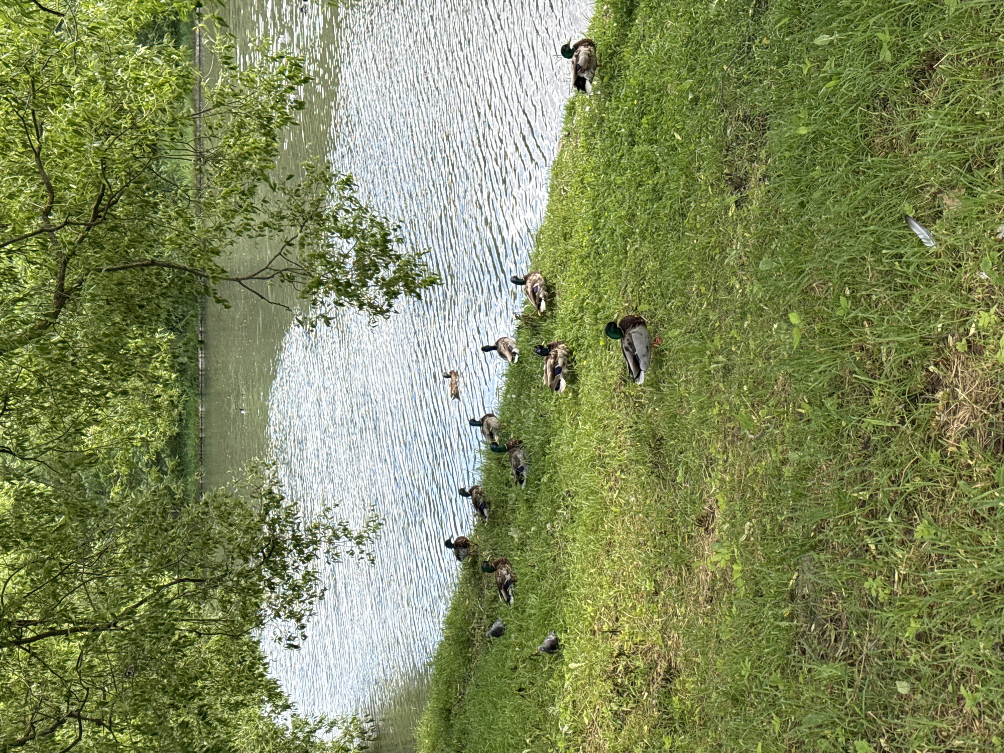 A flock of mallard ducks and two pigeons are gathered on the grassy bank of a body of water. The ducks are of various ages and are in different poses, some standing and others resting. The pigeons are smaller and gray, pecking at the ground. The water is rippling, indicating a gentle breeze. The scene is shaded by the branches of a large tree with green leaves, which hang over the bank. The environment suggests a park or natural setting within a city.