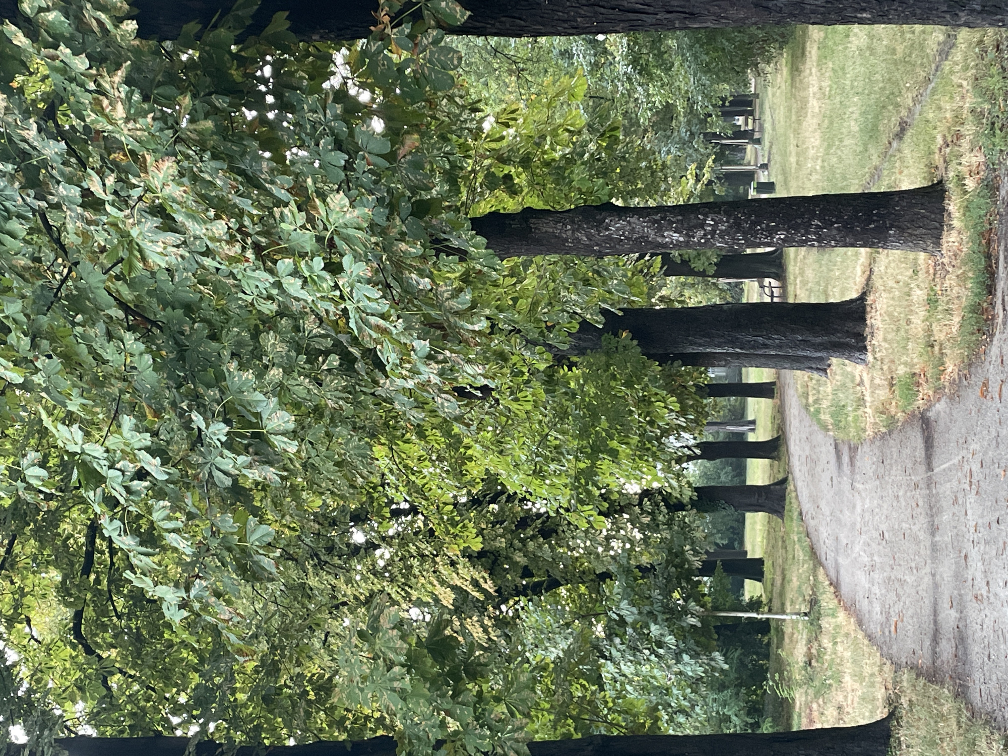 The image depicts a park pathway lined with mature trees, likely in Vienna, Austria, given the foliage and the style of lampposts visible in the distance. The path itself is paved with fine gravel and shows scattered fallen leaves, suggesting an autumn or late summer setting. The trees are tall with dark, textured bark and dense green canopies, some of which exhibit signs of browning or variegation on the leaves.
The pathway curves gently to the right, leading the eye into the park. To the left and right of the path, grassy areas are dotted with more trees and undergrowth. In the background, several lampposts are visible, some with a classic design often found in European cities. Park benches can also be seen in the distance, hinting at recreational use. The lighting suggests it is either early morning or late afternoon, with soft, diffused light filtering through the trees. No people are present in the scene, contributing to a tranquil and somewhat solitary atmosphere. The overall impression is one of a peaceful, well-maintained urban park.