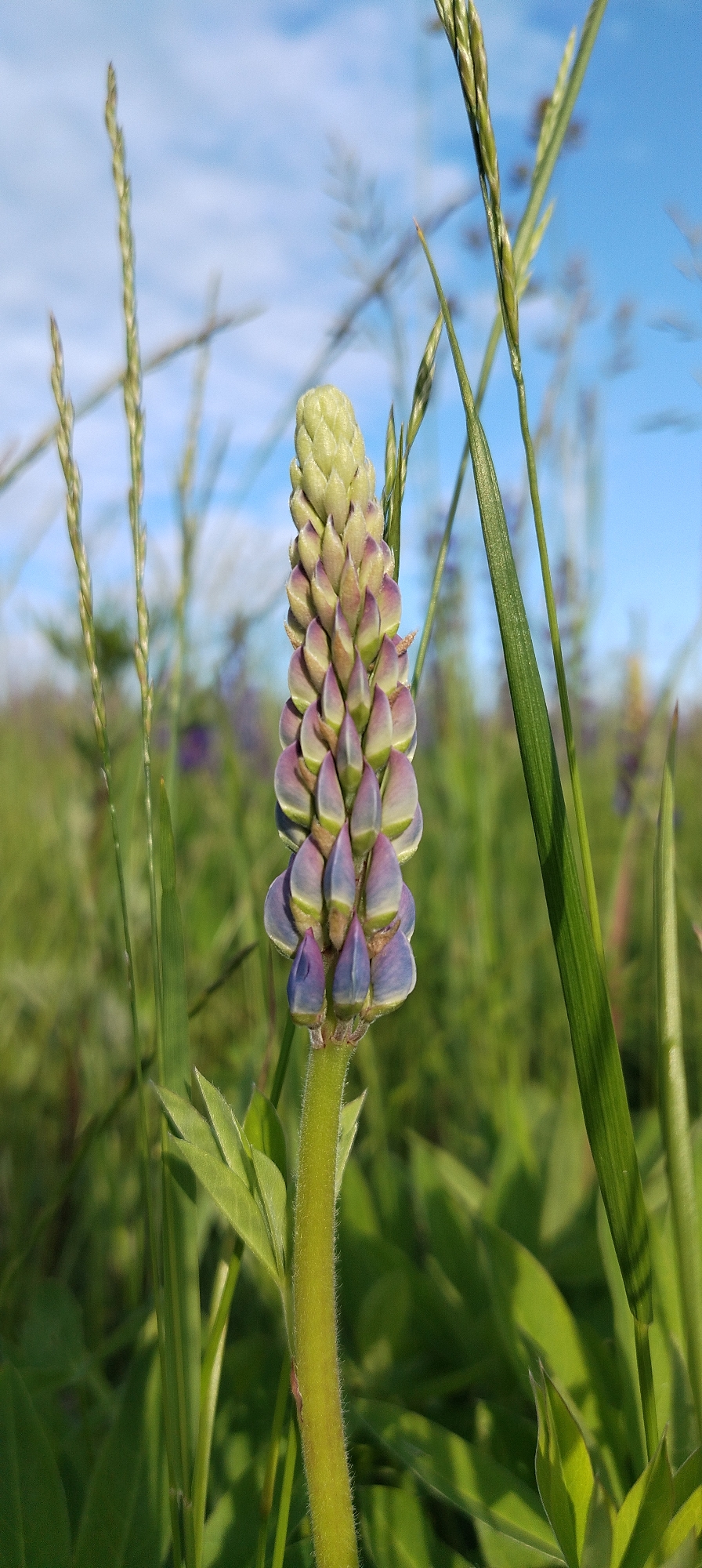A developing lupine flower spike stands centrally in a vibrant green field in Зипуново, Russia. The inflorescence is conical; its lower portion exhibits tightly packed buds transitioning from green to purple and blue, while the upper, apical section consists of pale green, unopened buds. The robust, light green stem is finely pubescent, with several palmate leaves partially visible at its base. Various green grasses and narrow-leafed plants surround the lupine, with some tall grass stalks extending into the upper frame. The background is a blurred expanse of green vegetation, subtly revealing hints of additional purple flowers, beneath a clear blue sky with minimal cloud cover. The scene is illuminated by bright daylight, casting soft shadows. No people or artificial objects are present.
