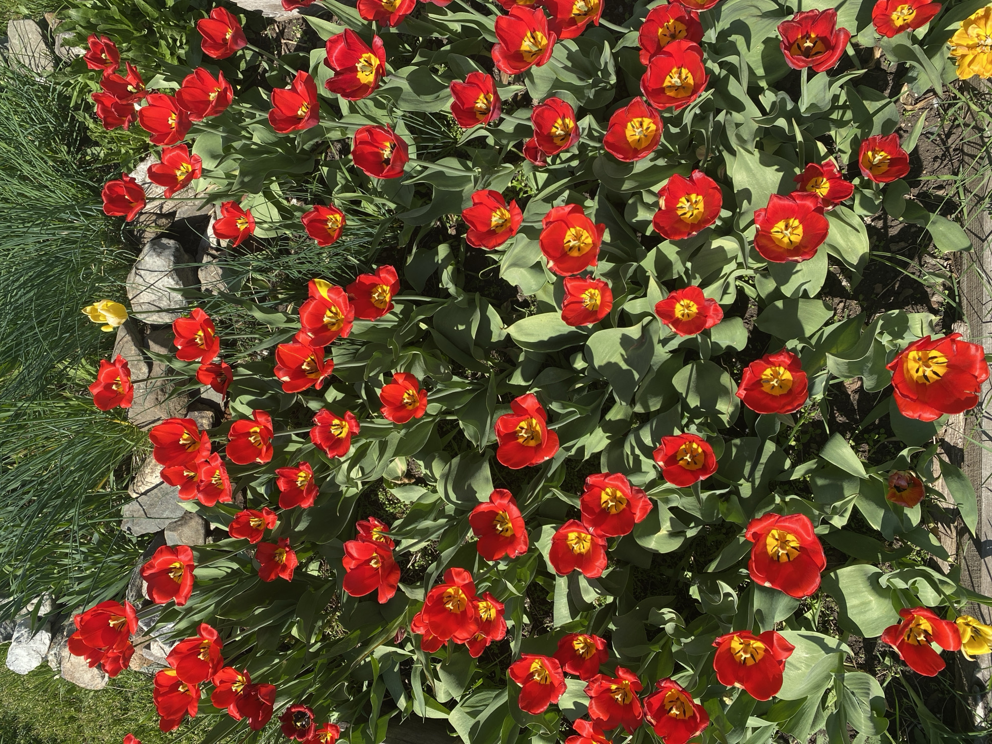 A ground-level, slightly angled, outdoor shot shows a dense collection of vibrant red tulips with yellow centers growing in a garden. The flowers are interspersed with abundant green leaves. To the left, white stones create a border, and a patch of green grass is visible. To the right, a wooden fence or border is present. The lighting is bright and sunny. The city of Novouralsk, Russia is not evident.