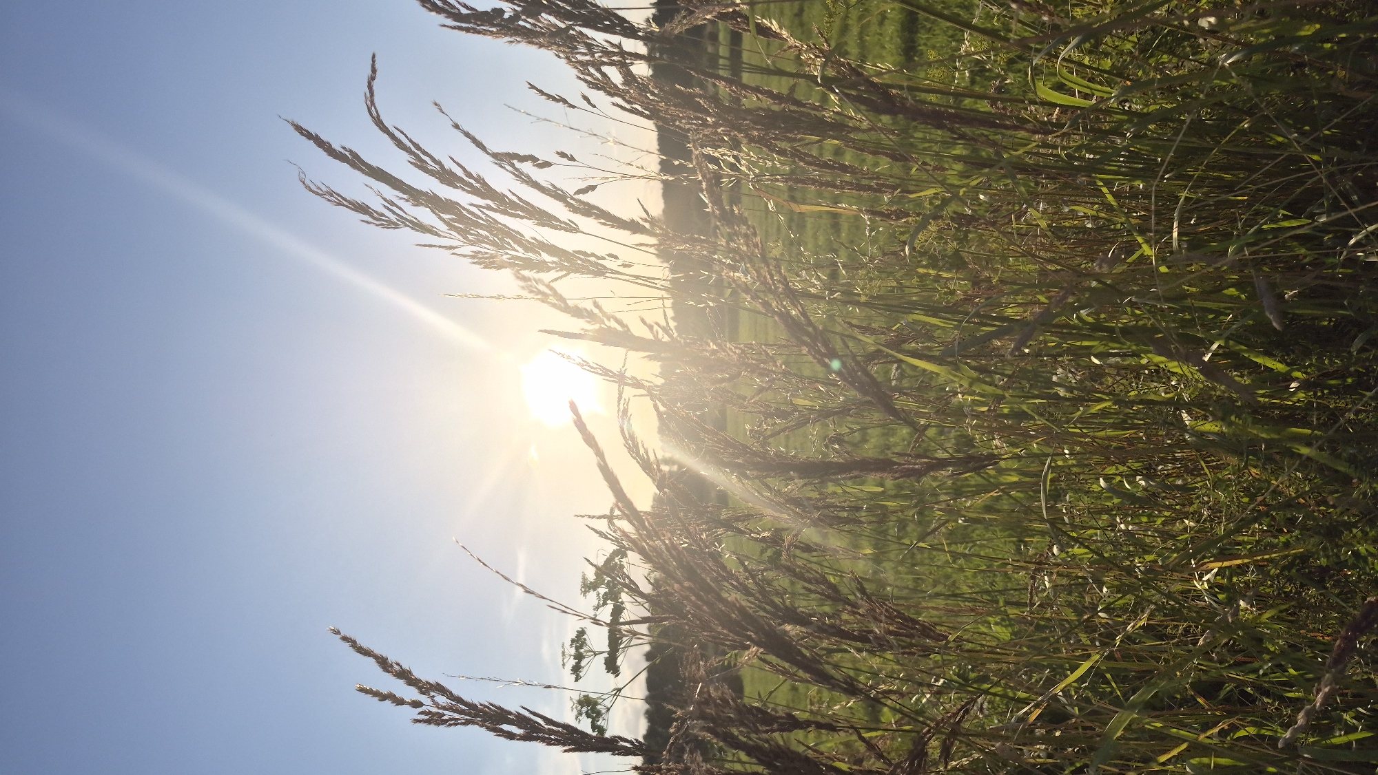 The image captures a sun-drenched field with tall, dry grasses in the foreground. The sun is low in the sky, casting long rays and creating lens flare. Beyond the grasses, a green field stretches towards a tree line on the horizon. The sky is a clear blue with a slight haze. This scene is located in the countryside near Krauja, Latvia. No people or animals are visible in the image.