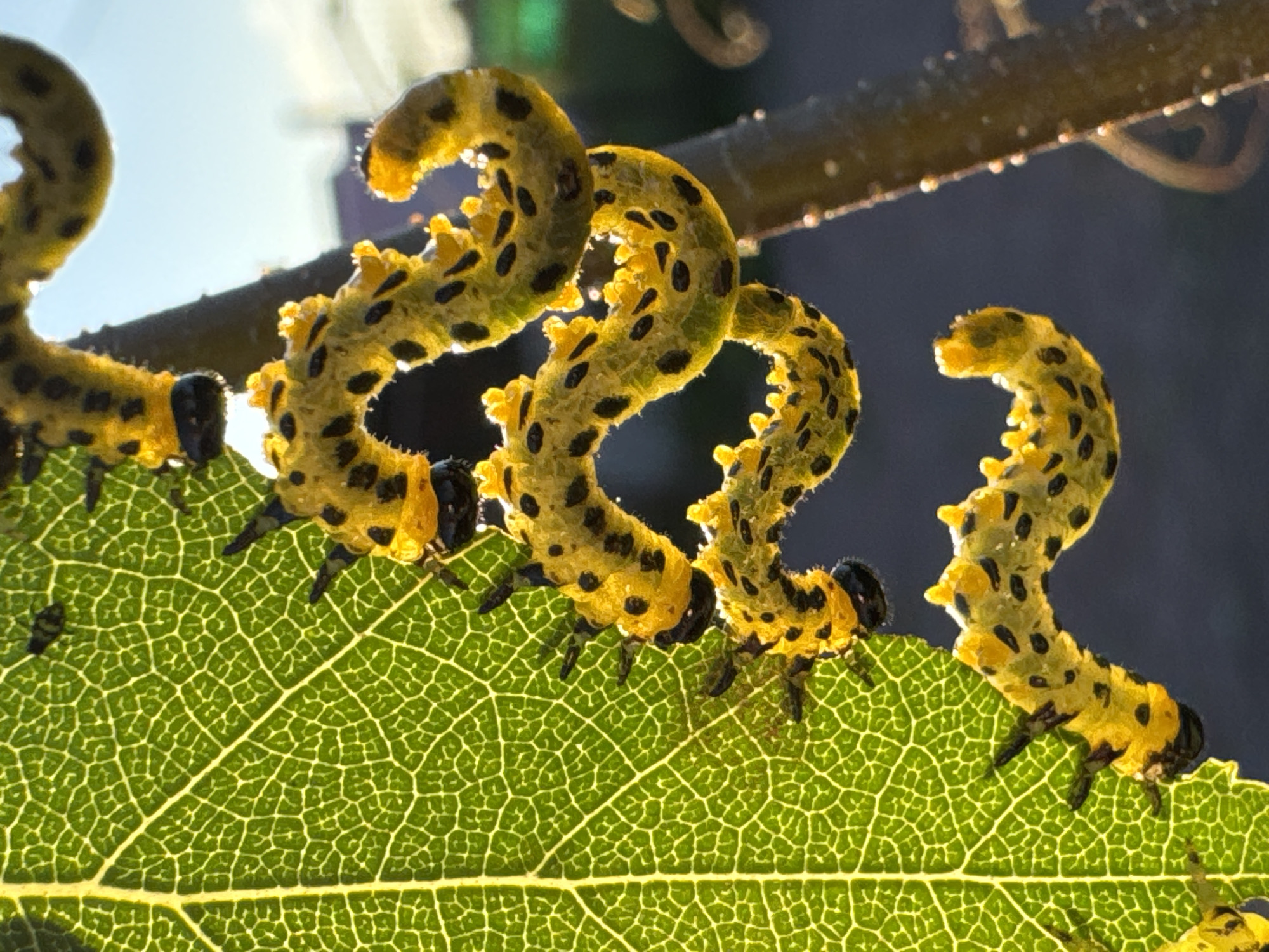 In the city of Kempelevo, Russia, a close-up, backlit photograph captures a cluster of yellow and black spotted caterpillars feeding on a vibrant green leaf. The leaf is illuminated from behind, highlighting its intricate vein structure. The caterpillars are coiled and curved, with their segmented bodies and dark heads visible. Some appear to be actively consuming the leaf, with small portions of the leaf edge appearing eaten away. The background is softly blurred, suggesting an outdoor setting with a hint of blue sky and a dark, indistinct branch in the foreground. The lighting creates a dramatic effect, with highlights on the caterpillars and the leaf.