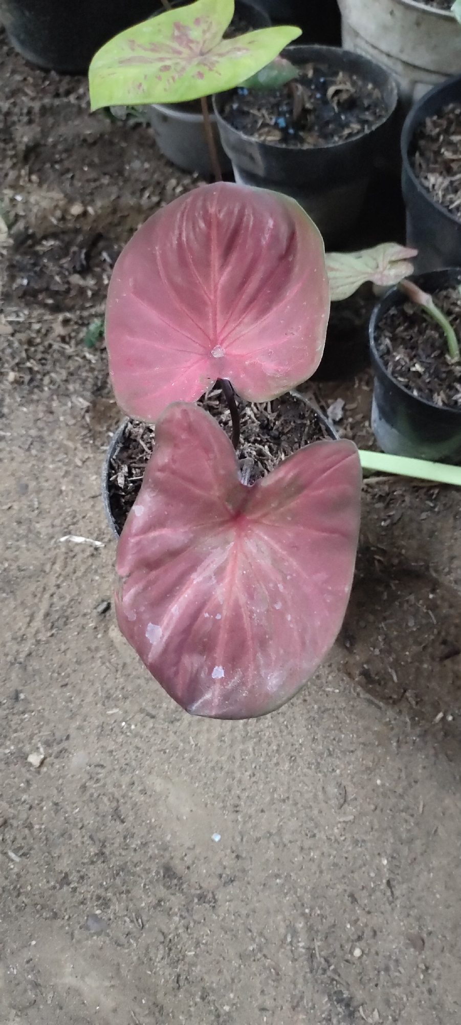 The image shows two pink heart-shaped leaves of a plant, likely a Caladium, in a black plastic pot. The leaves are positioned one above the other, with the upper leaf slightly smaller and more vibrant than the lower one, which has some white spots and appears slightly faded. The pot is filled with dark soil and is placed on a textured, earthy ground. In the background, other potted plants are visible, including one with variegated green and pink leaves and another with a wilting stem. The overall scene suggests an outdoor setting, possibly a garden or a nursery, in the city of Lhokseumawe, Indonesia. The lighting indicates it is daytime. There are no people or animals in the frame.
